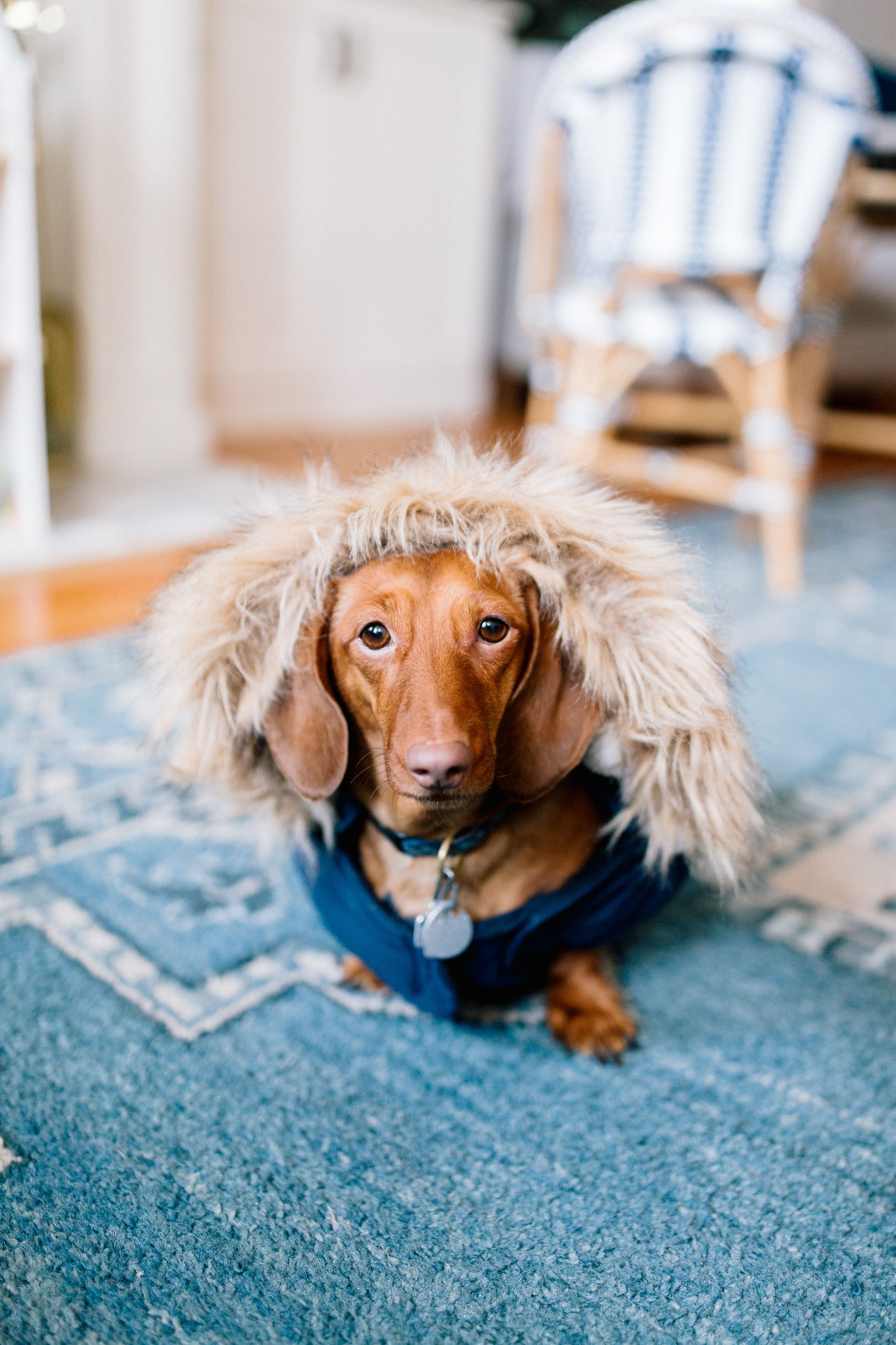 Snorkel Dog Jacket