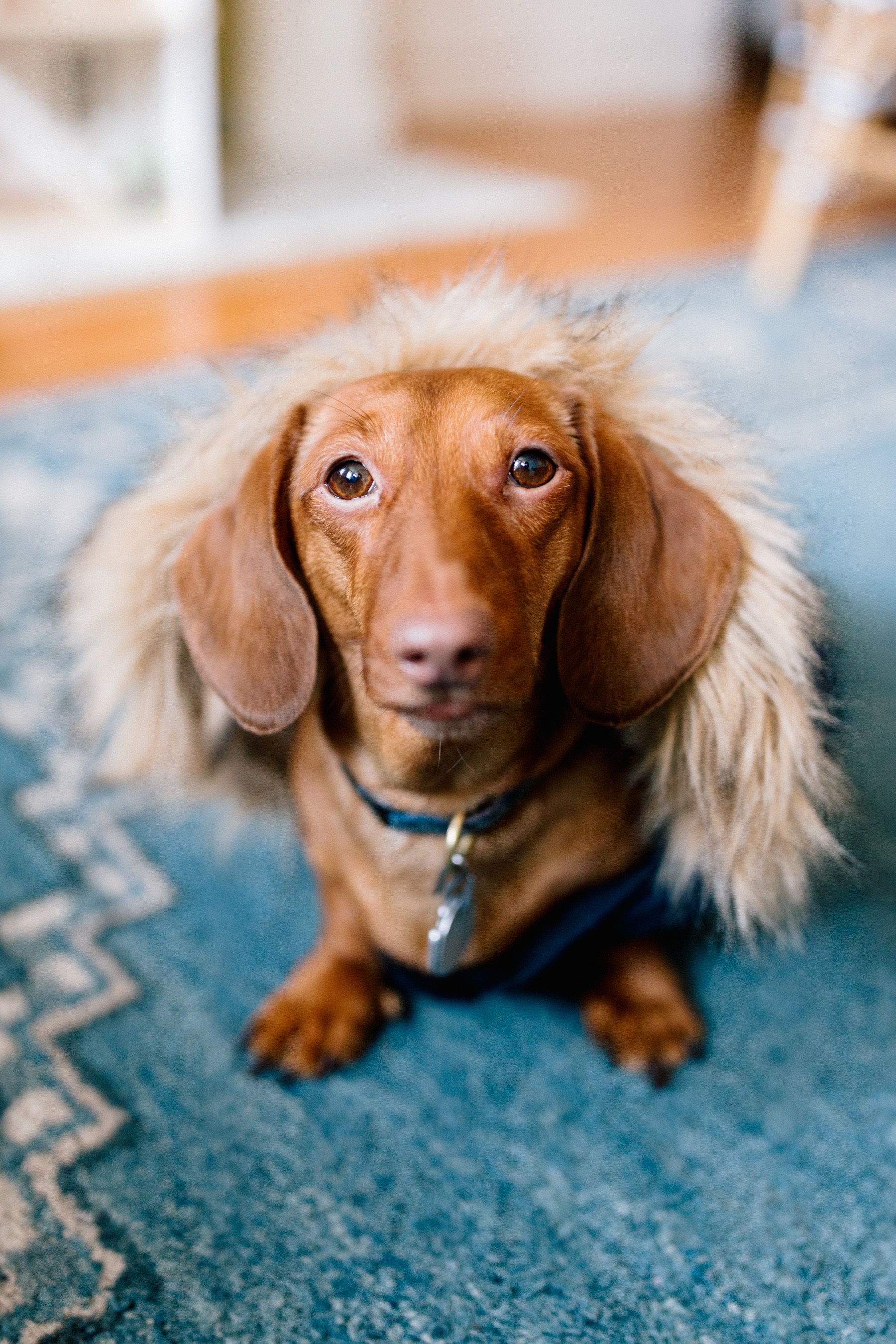 Snorkel Dog Jacket