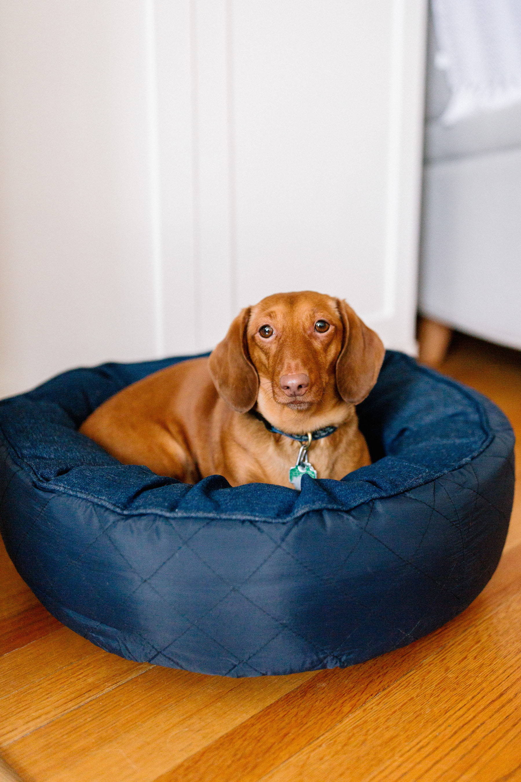 The Cutest Dog Products - solid round bed