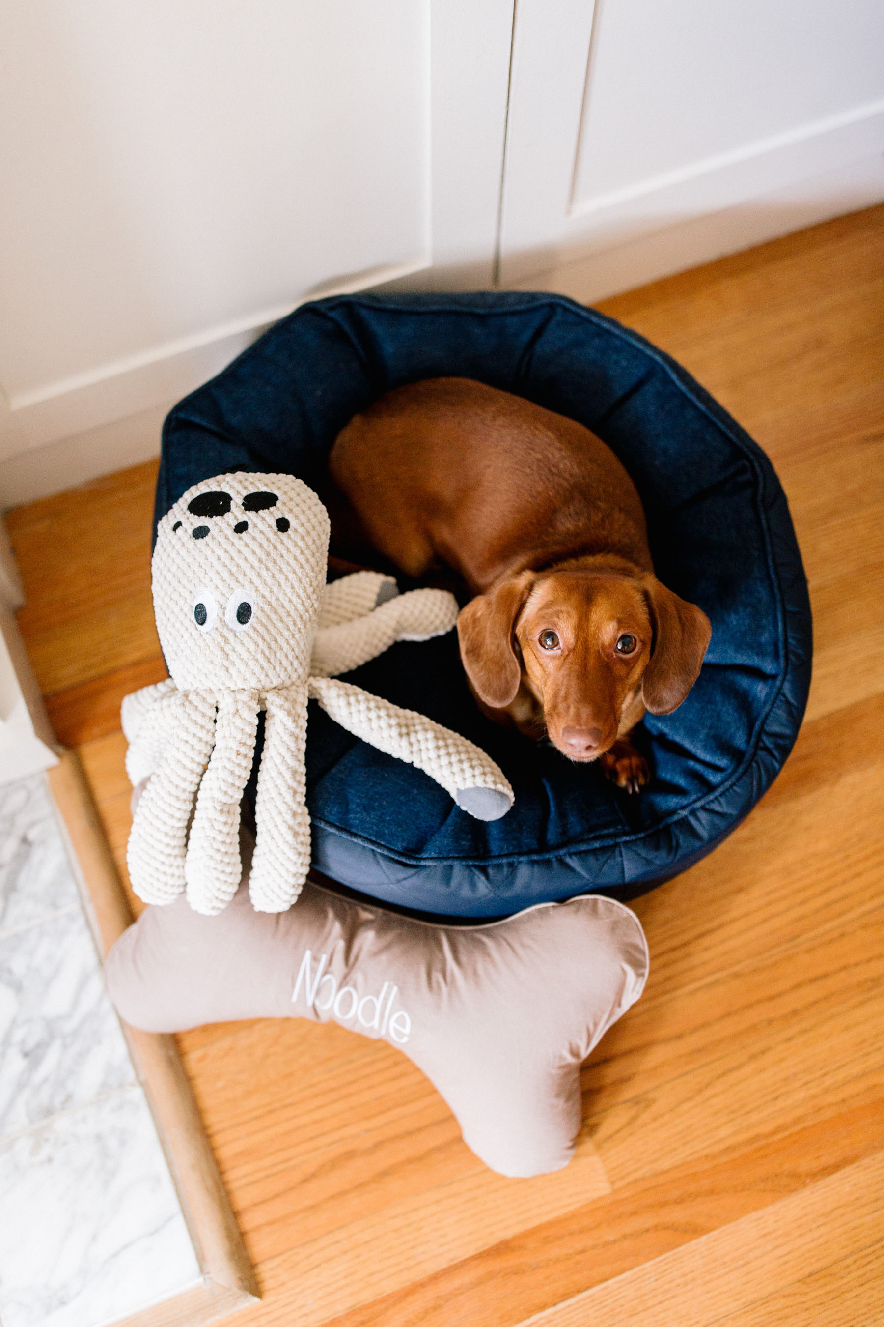 Bone, octopus and bed dog