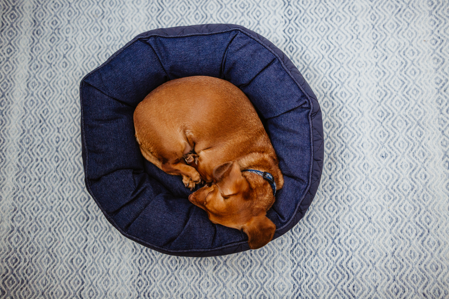 The Cutest Dog Products - Solid round dog bed