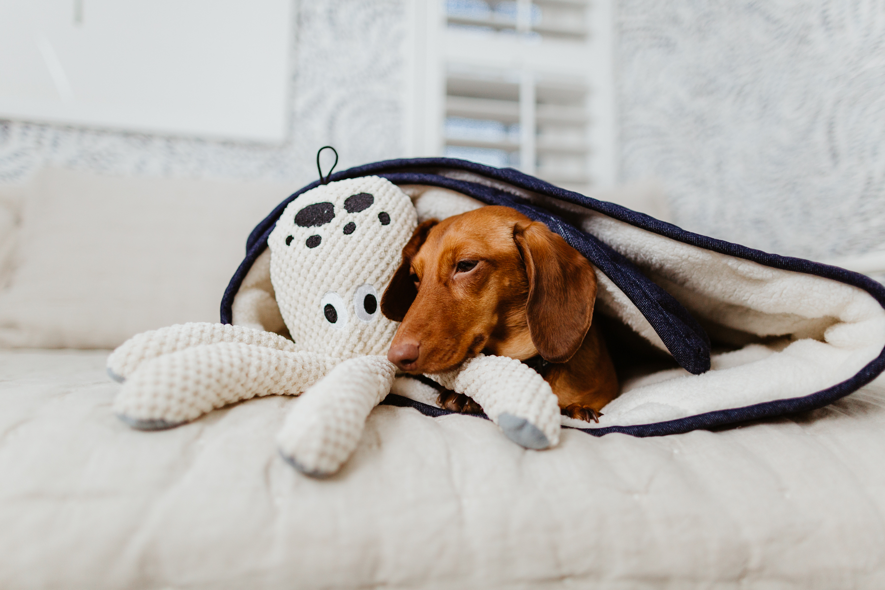 The cutest dog products - Denim Pet Sleeping Bag