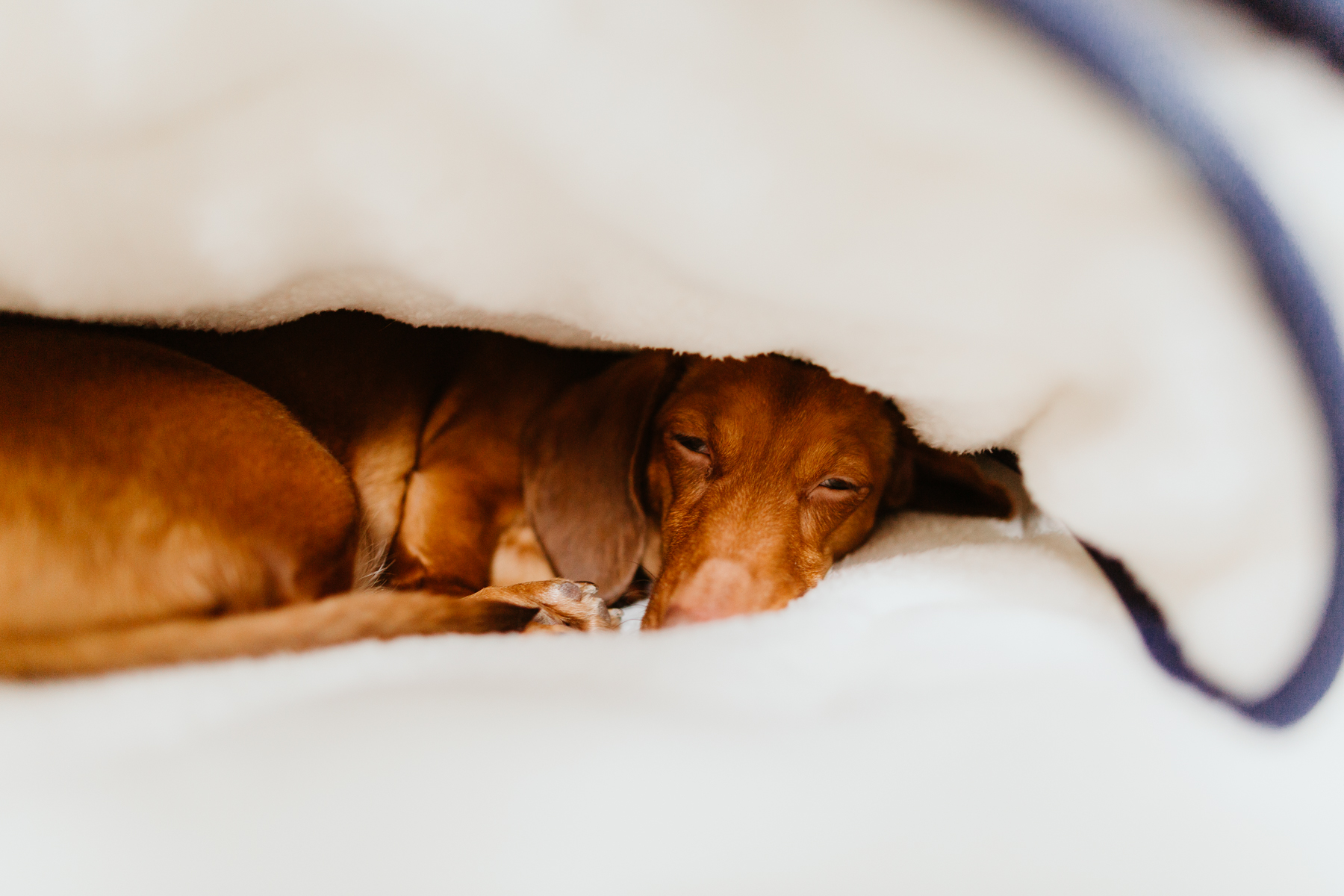 Denim Pet Sleeping Bag