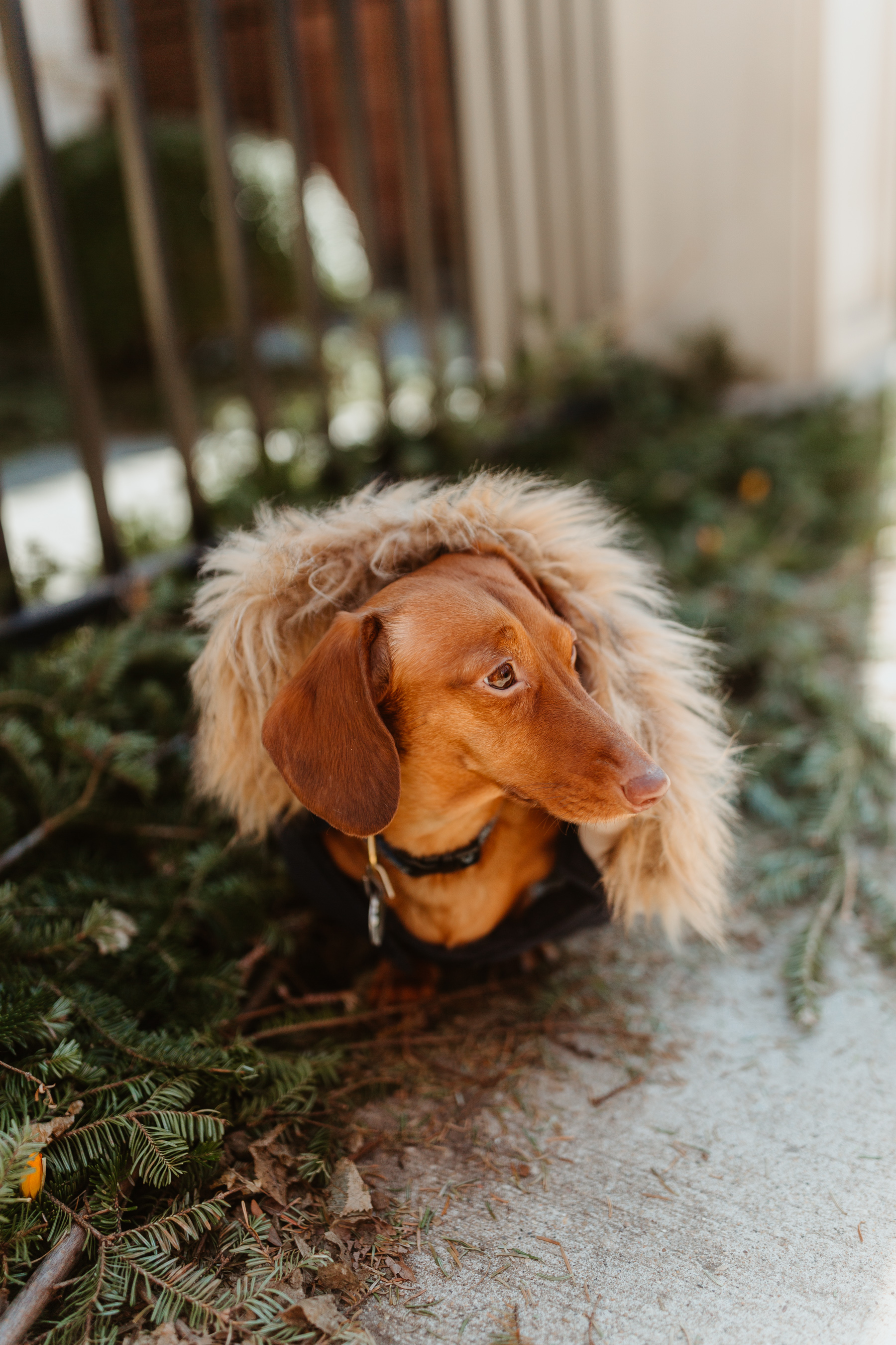 Snorkel Dog Jacket