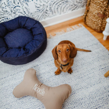 The Cutest Dog Products