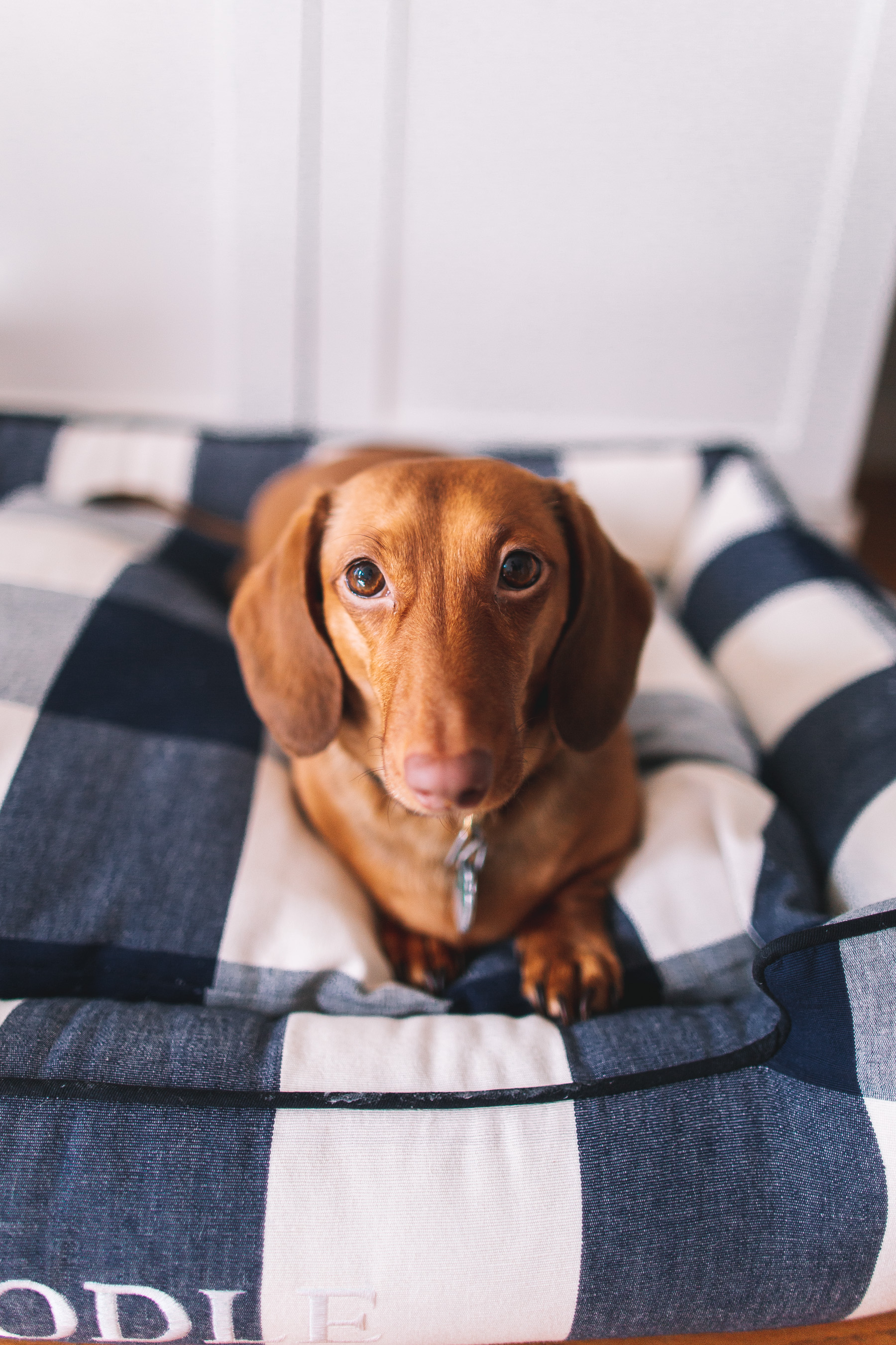 Gingham Dog Bed