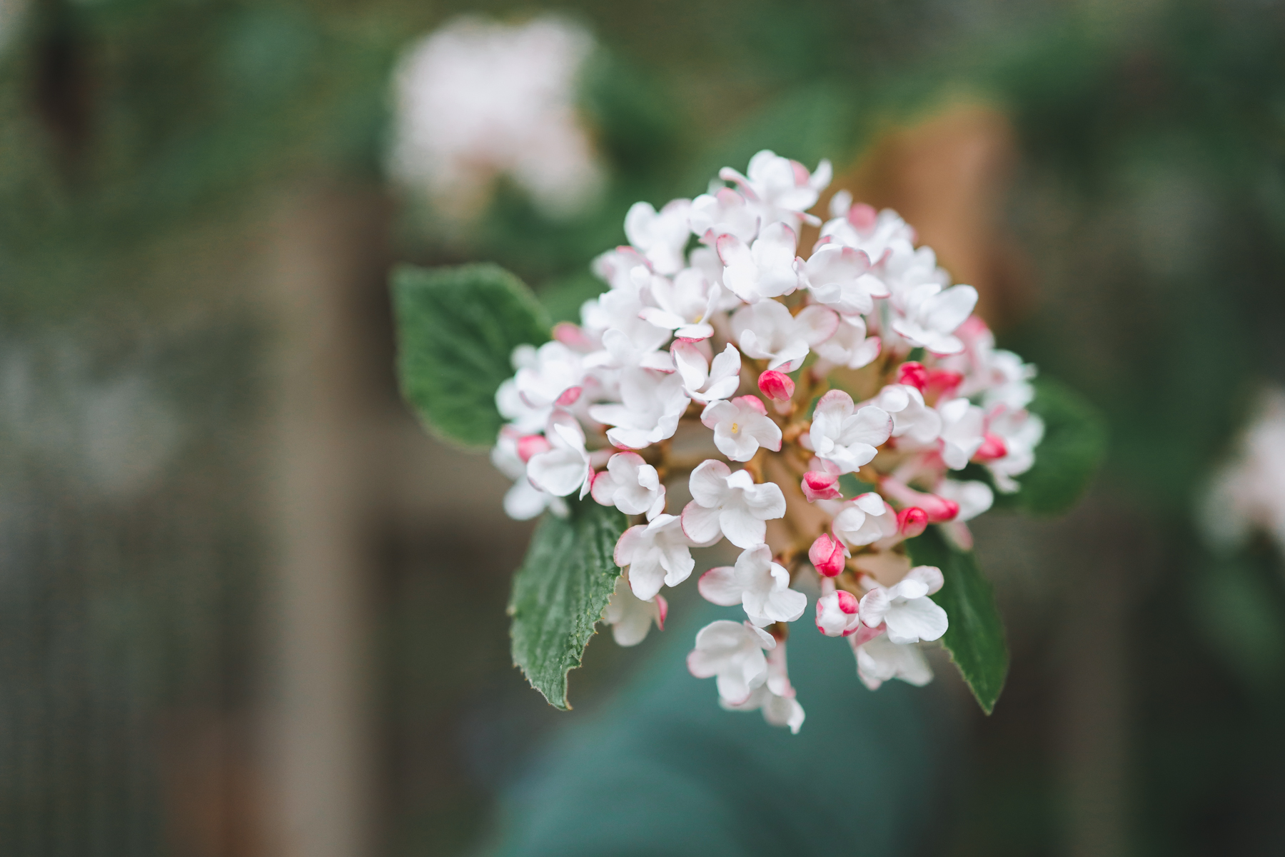 spring flowers