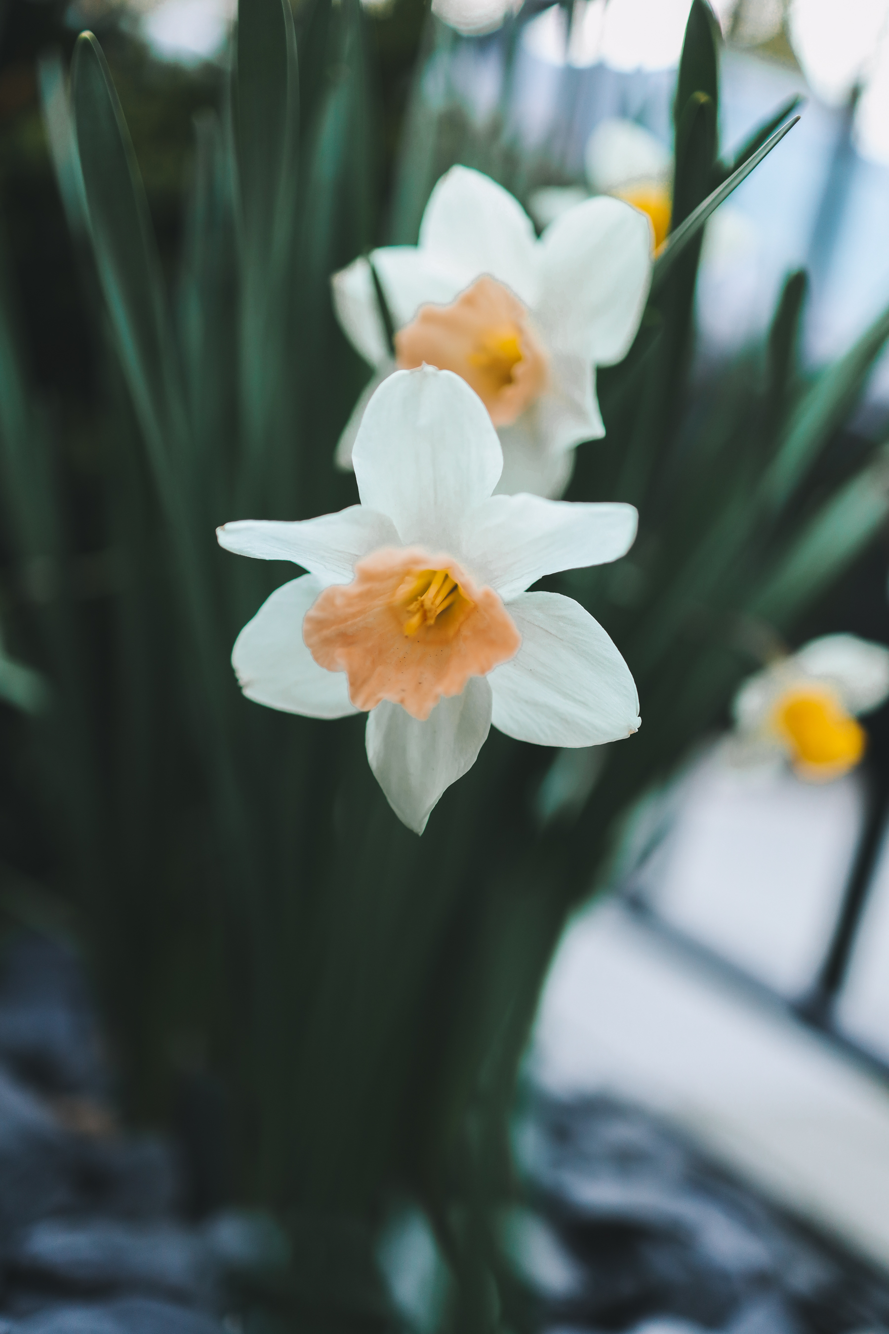 spring flowers