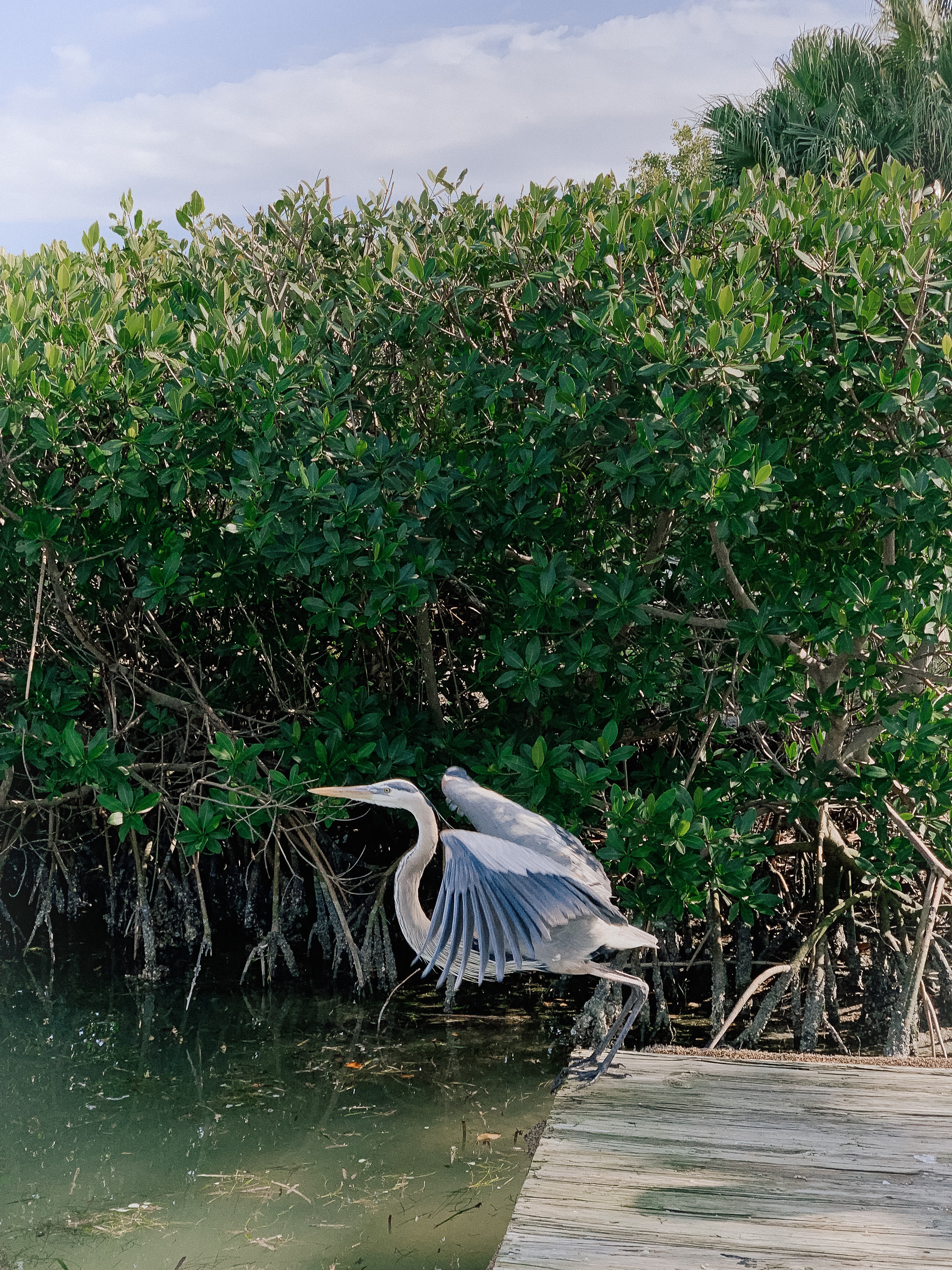 J.N. Ding Darling Wildlife Refuge