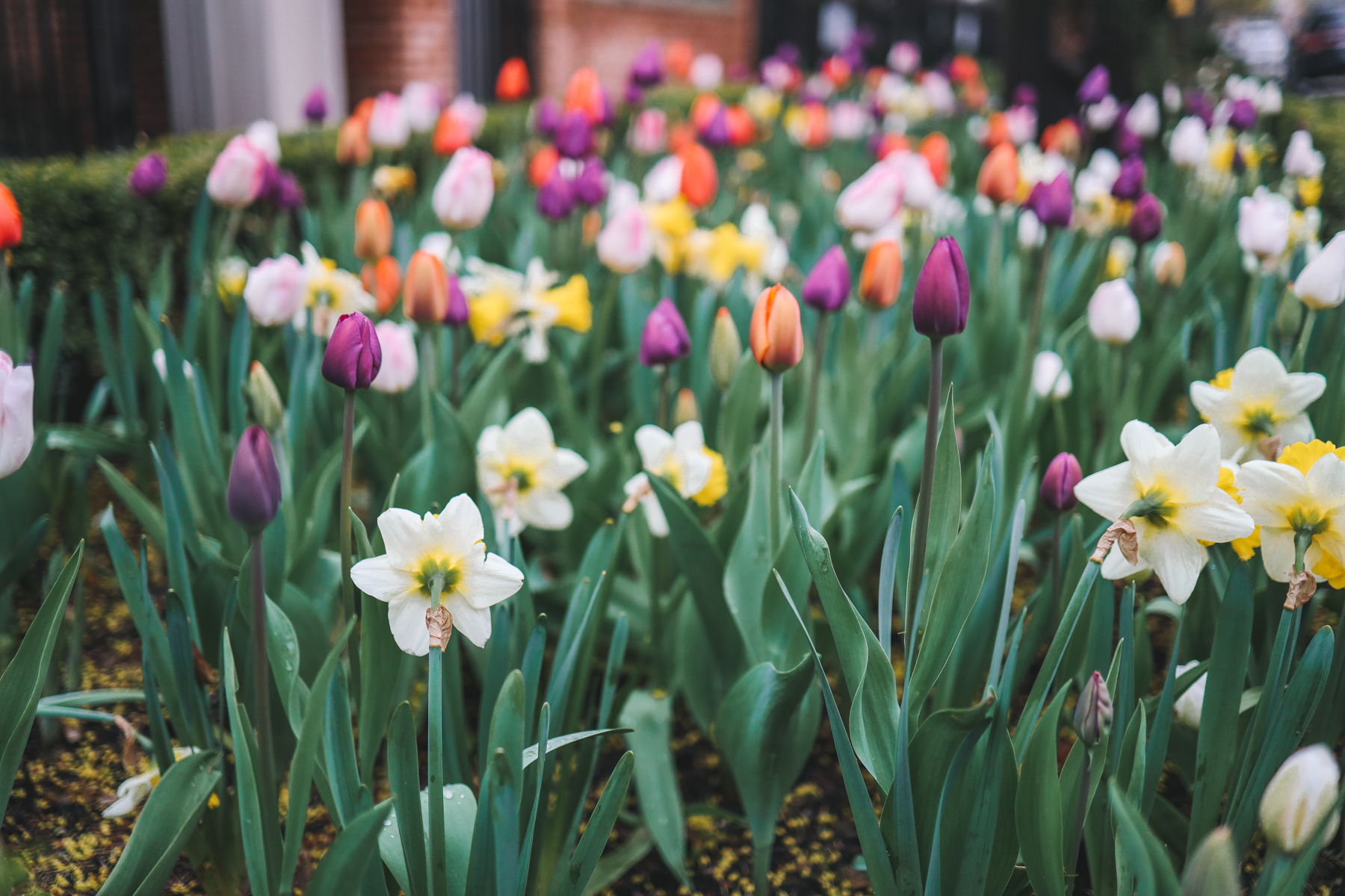 Flowers - Springtime 