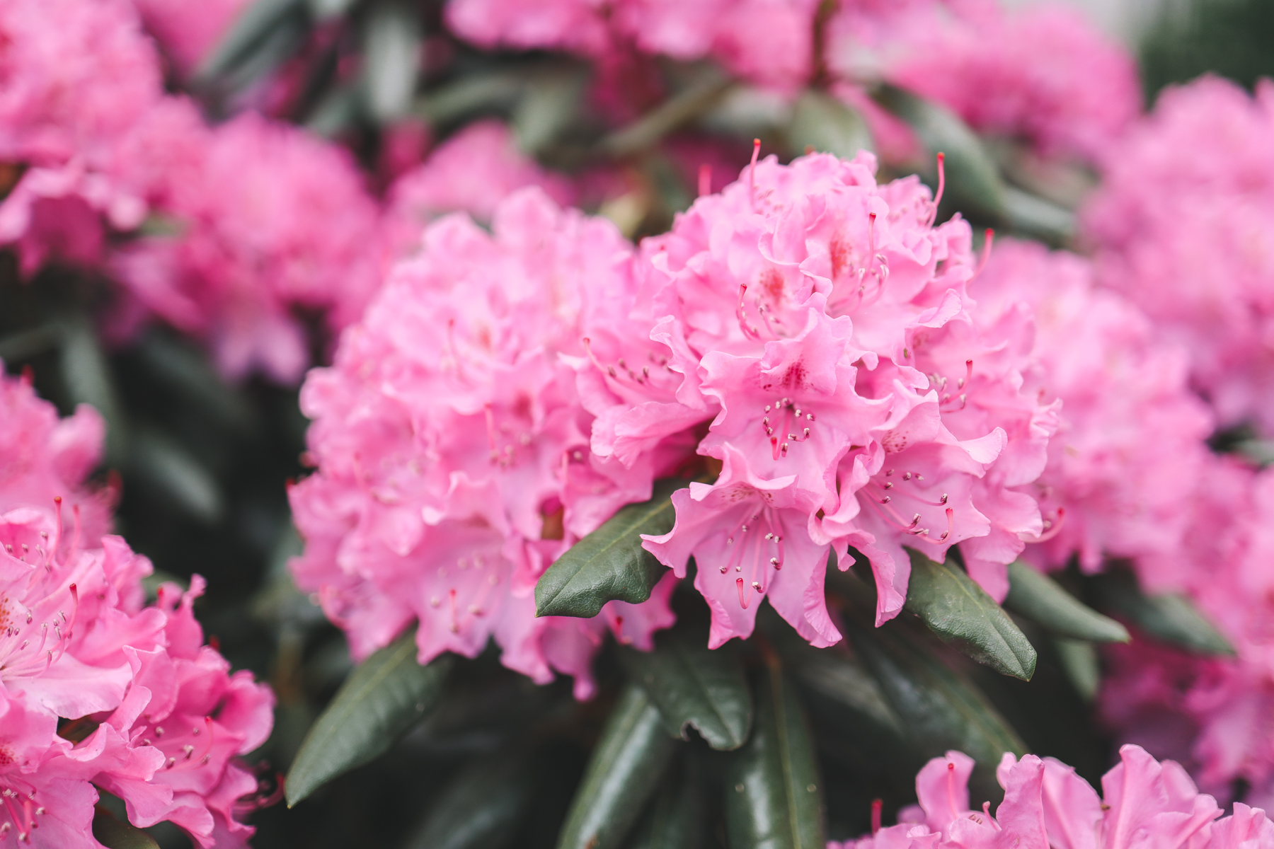 pink flowers