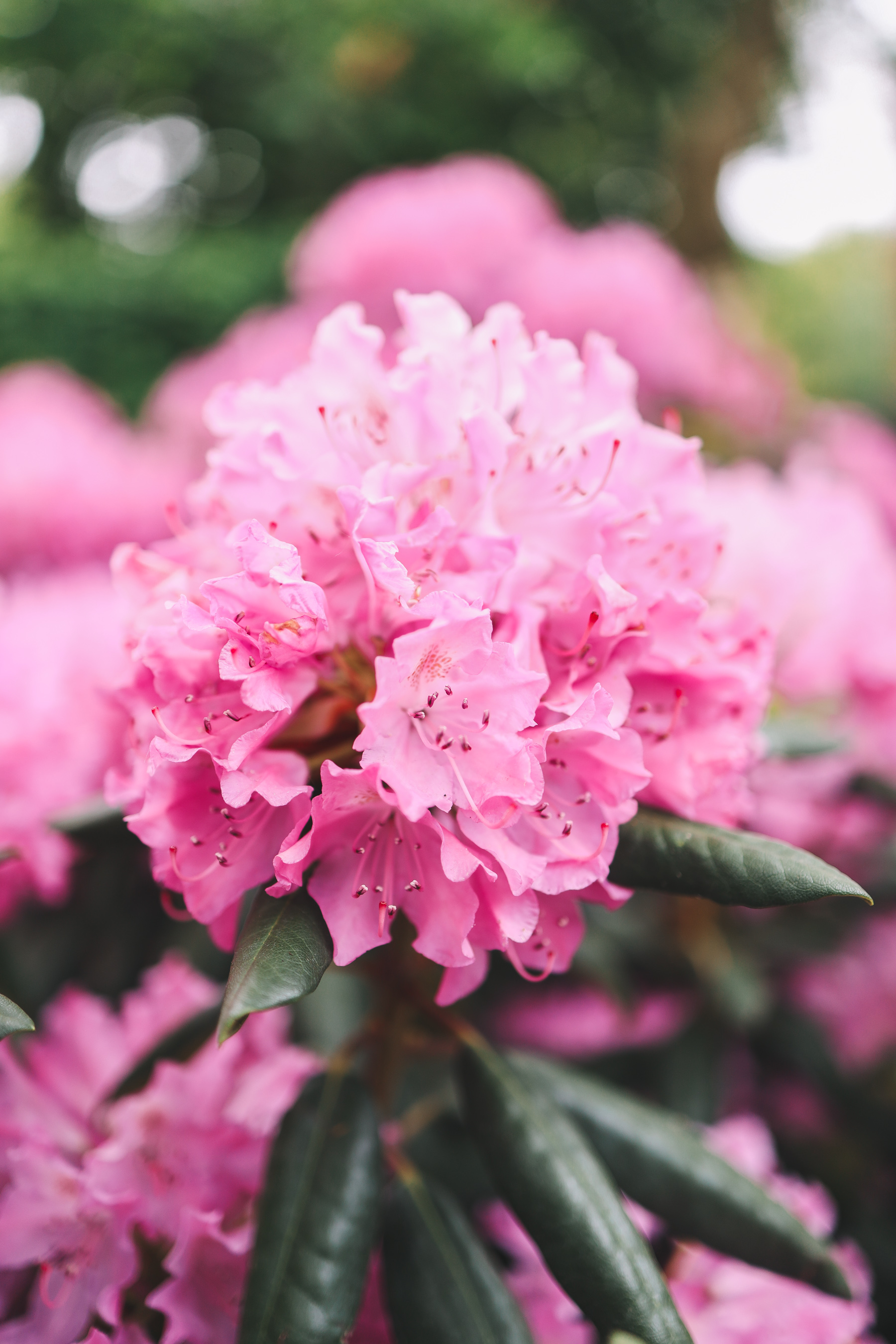 pink flowers