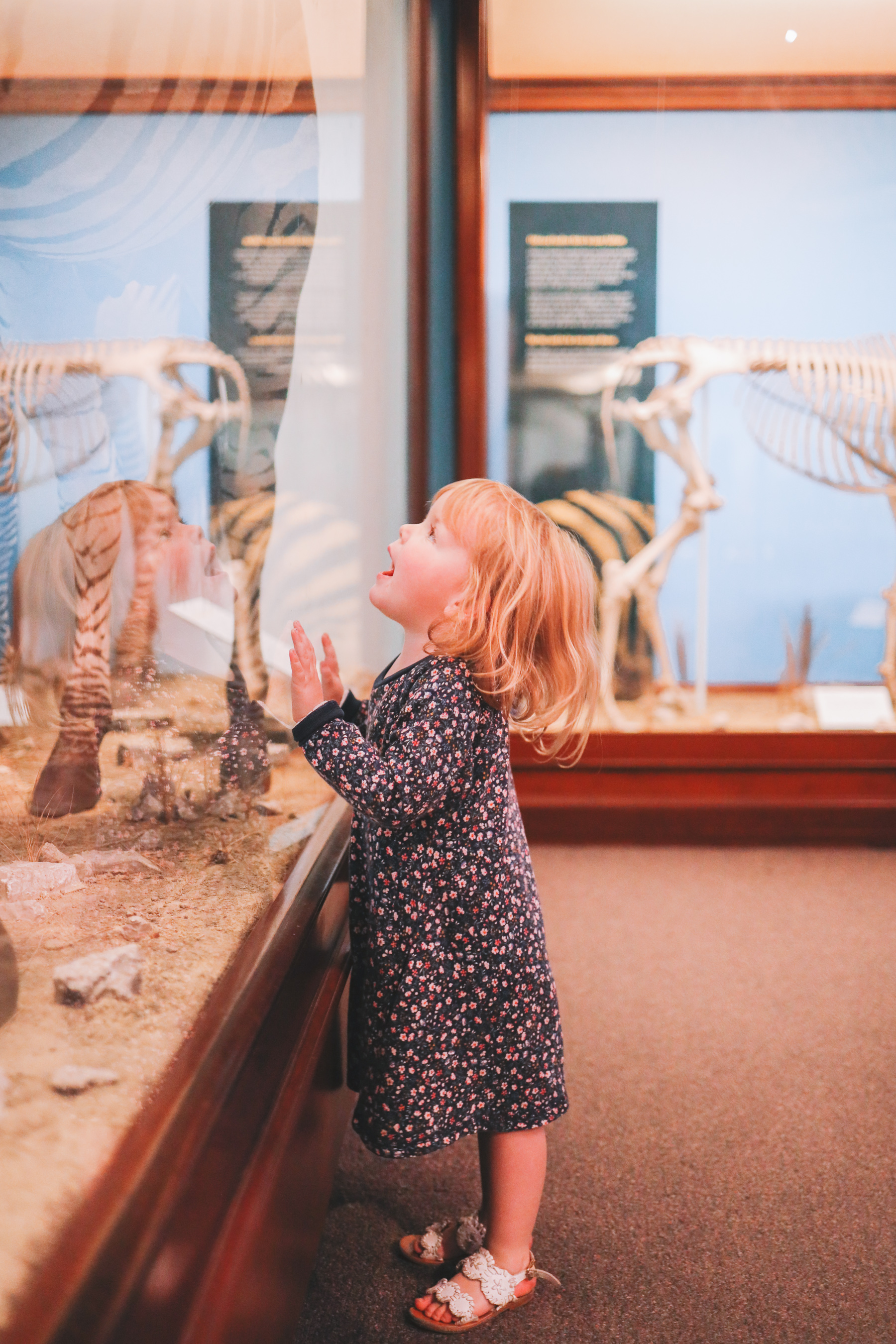 Field Museum in Chicago | Kelly in the City