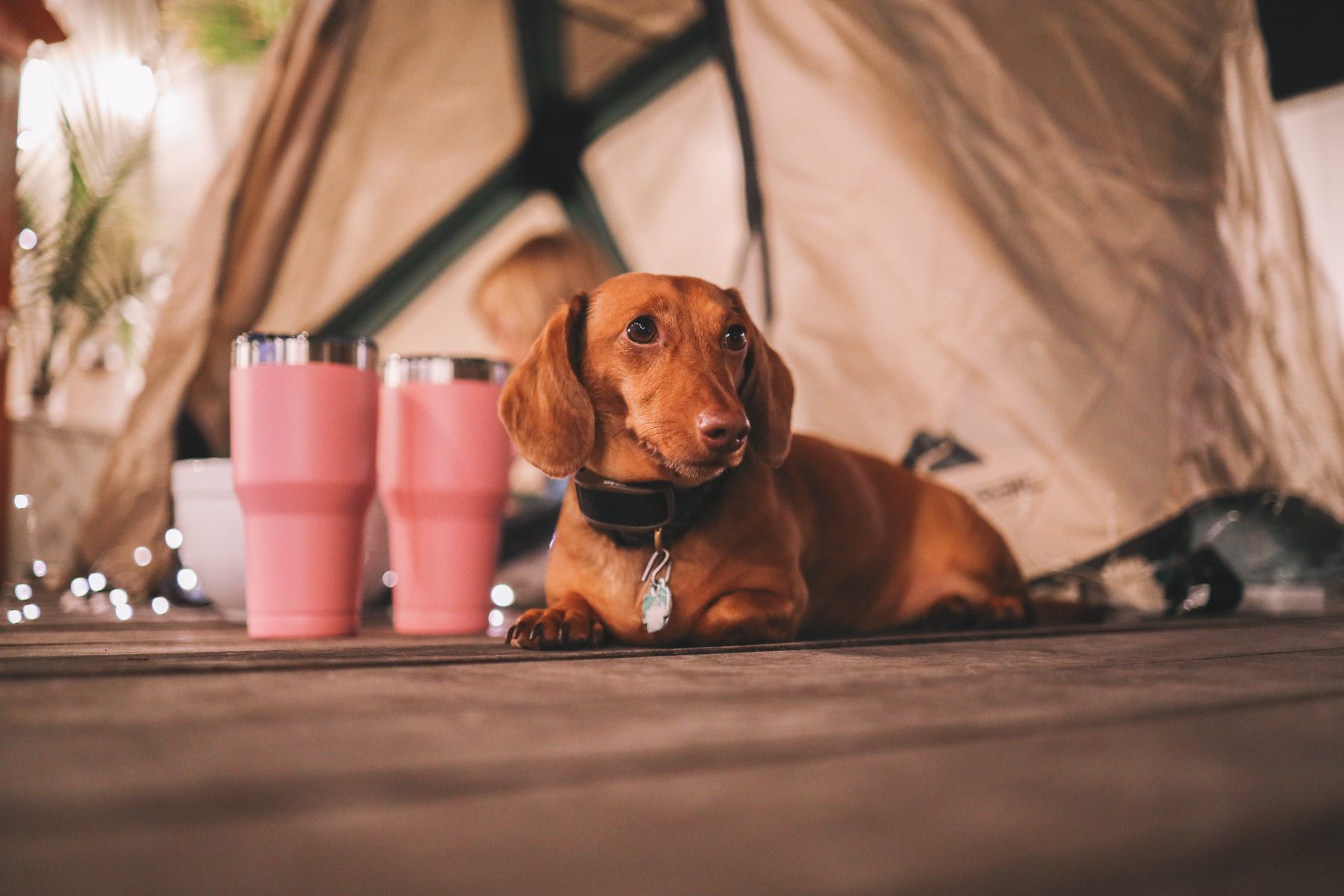 Backyard Camping with Walmart by Kelly in the City
