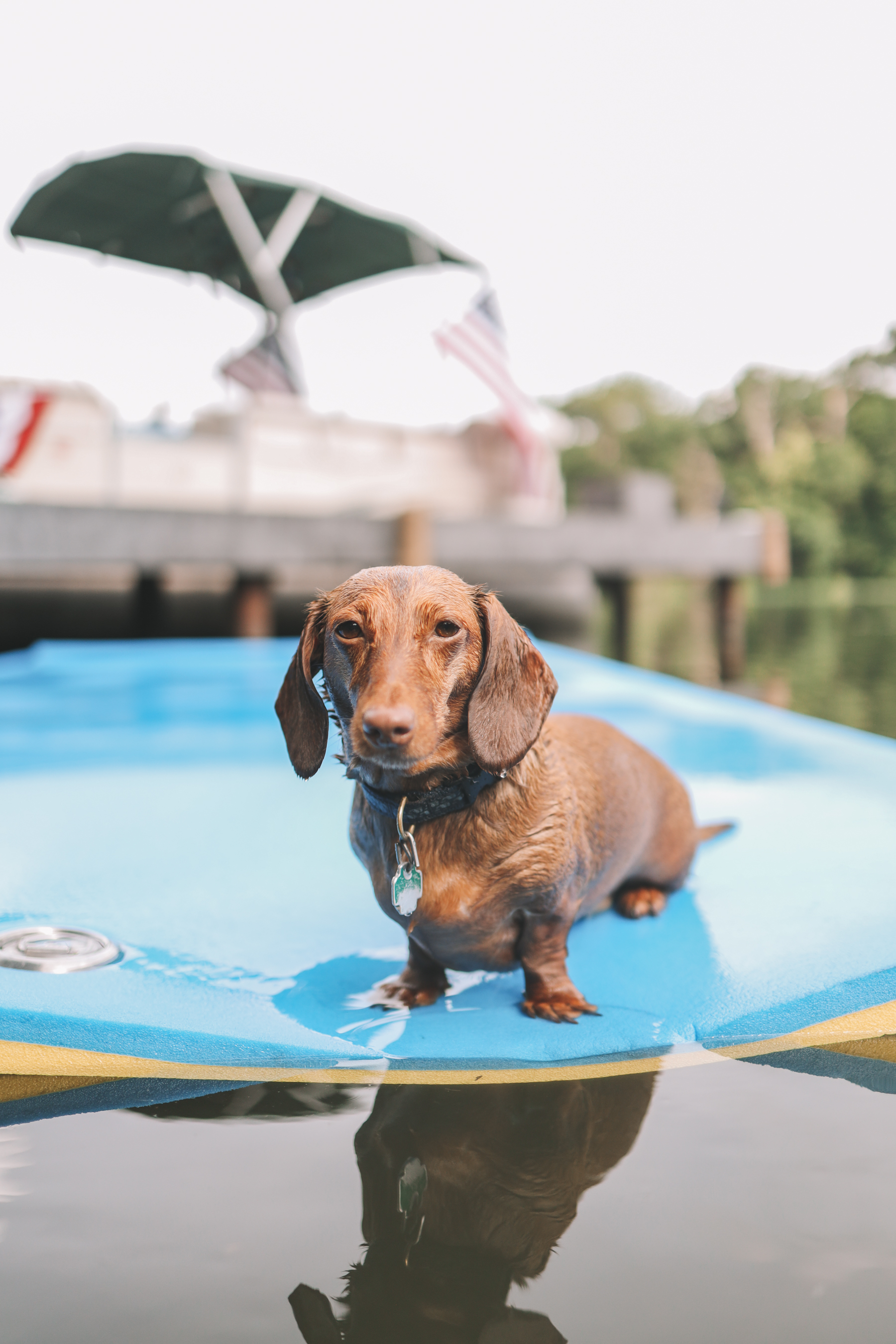 dog in the lake