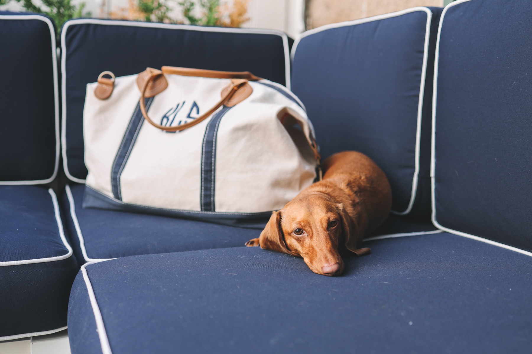 a dog on the sofa that is navy with a white and blue bag