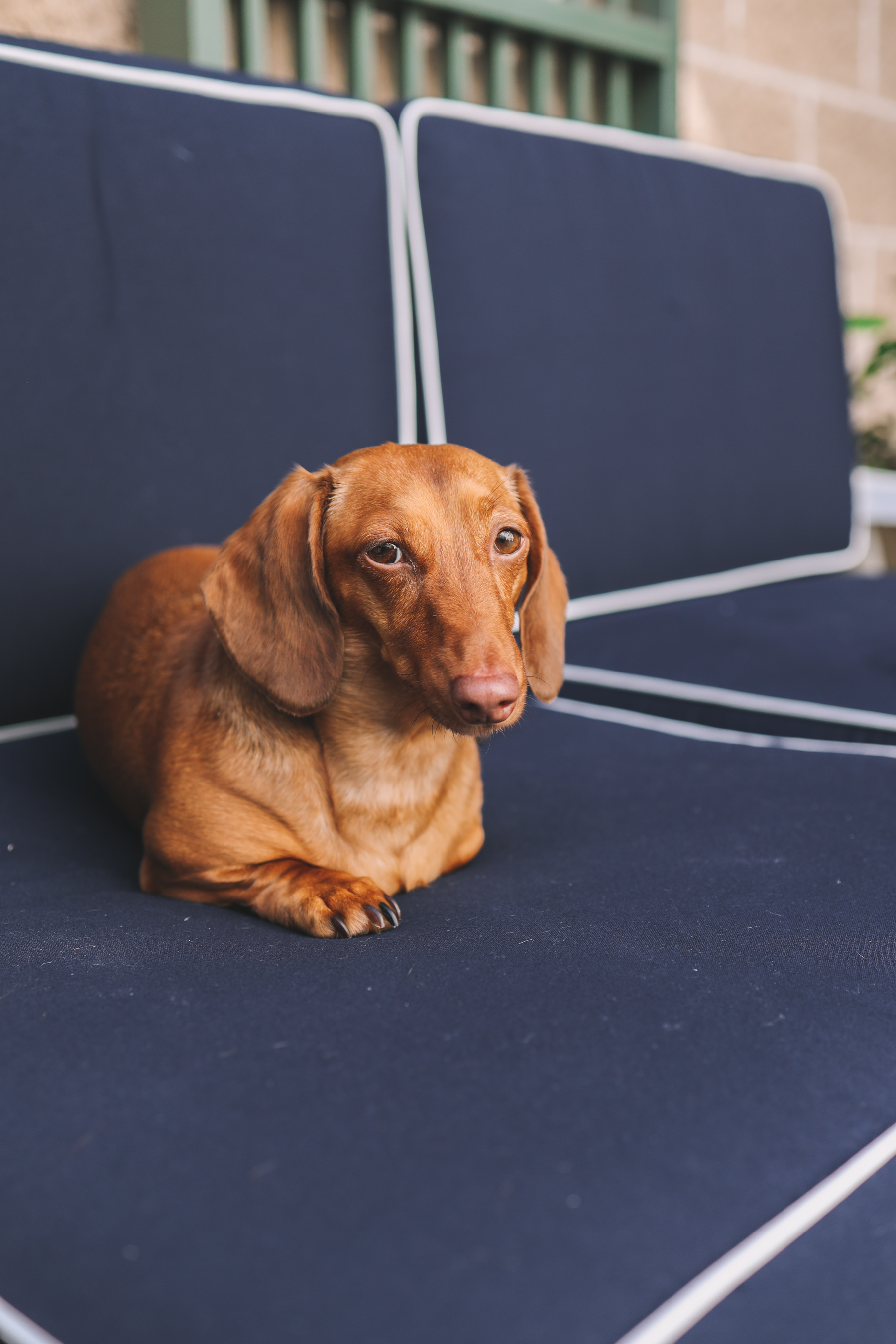 this dog is the noodle on the go and is sitting on the blue sofa