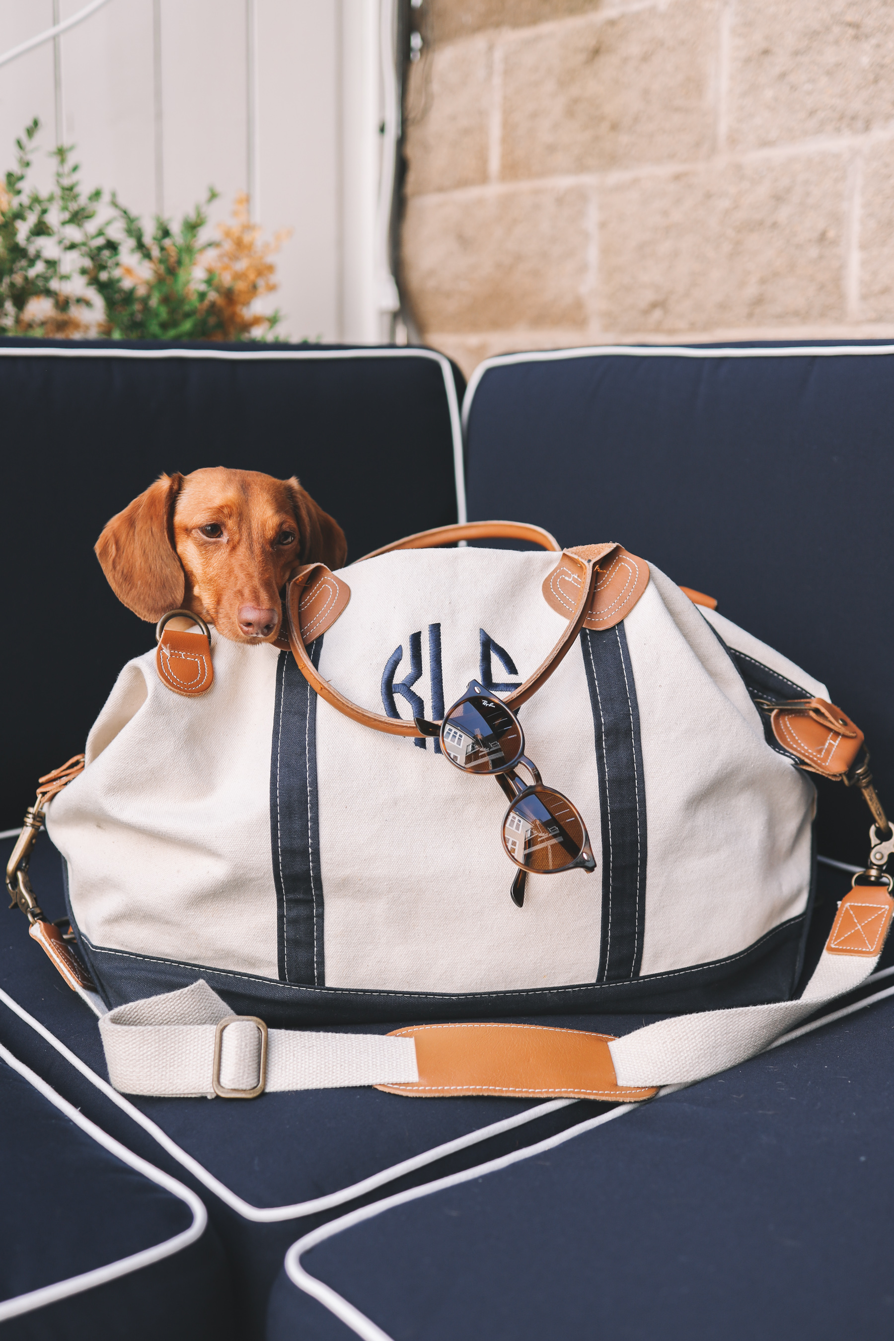 a dog in a bag