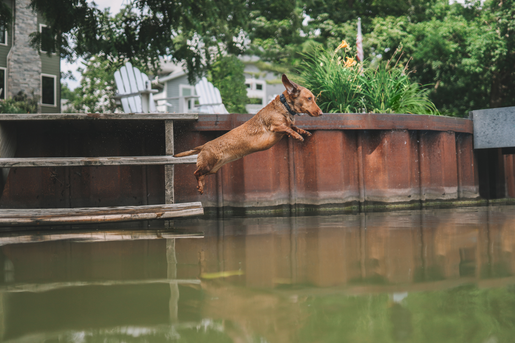 dog at the lake