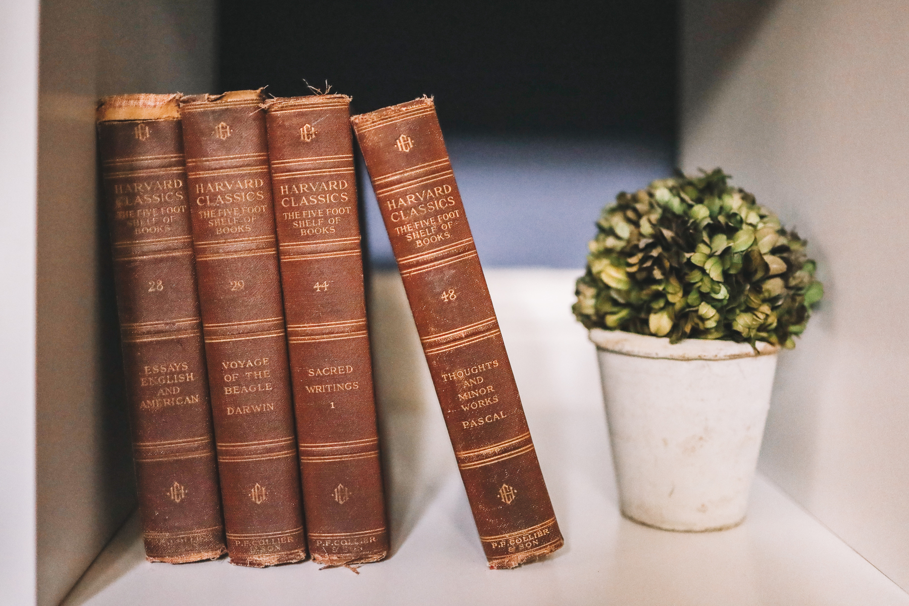 old books and a plant in a navy office