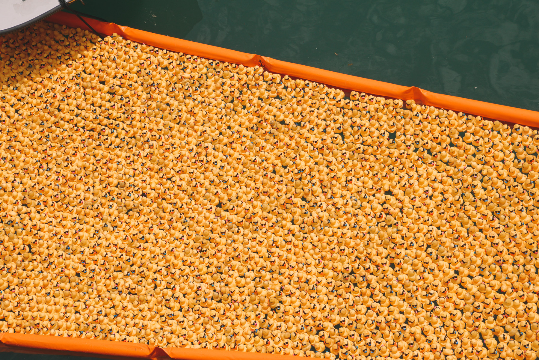 Thousands of rubber duckies are lined up for the big race