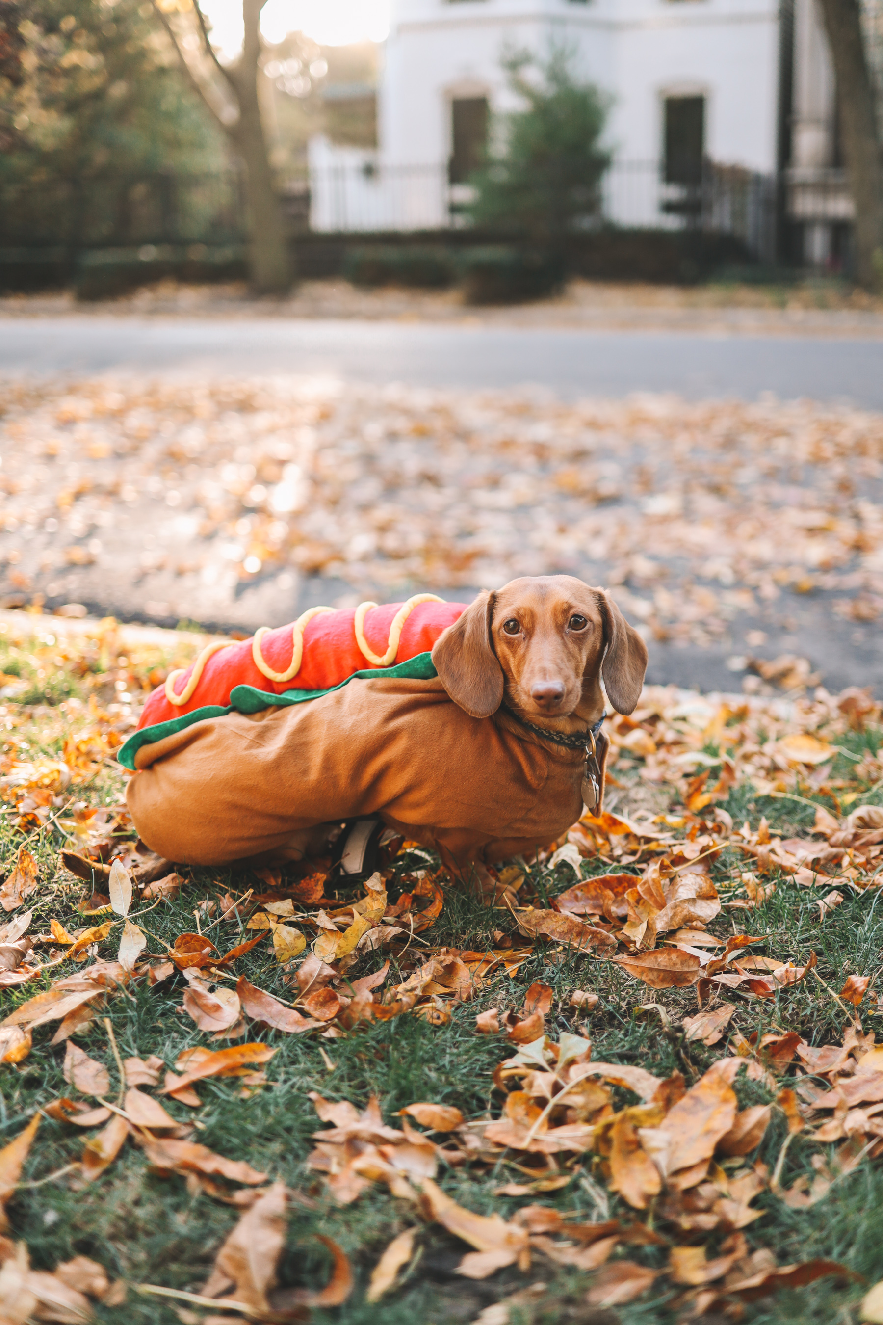 Weiner dog 2025 hot dog costume