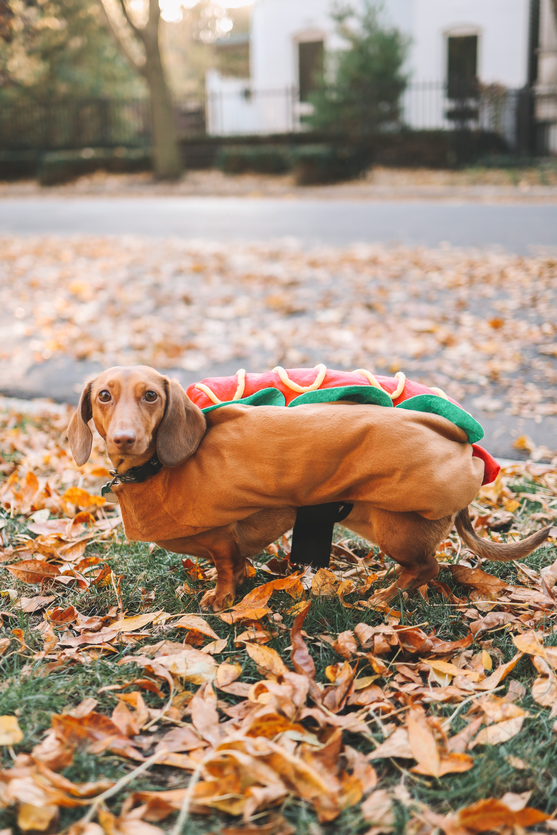 dog costume for halloween
