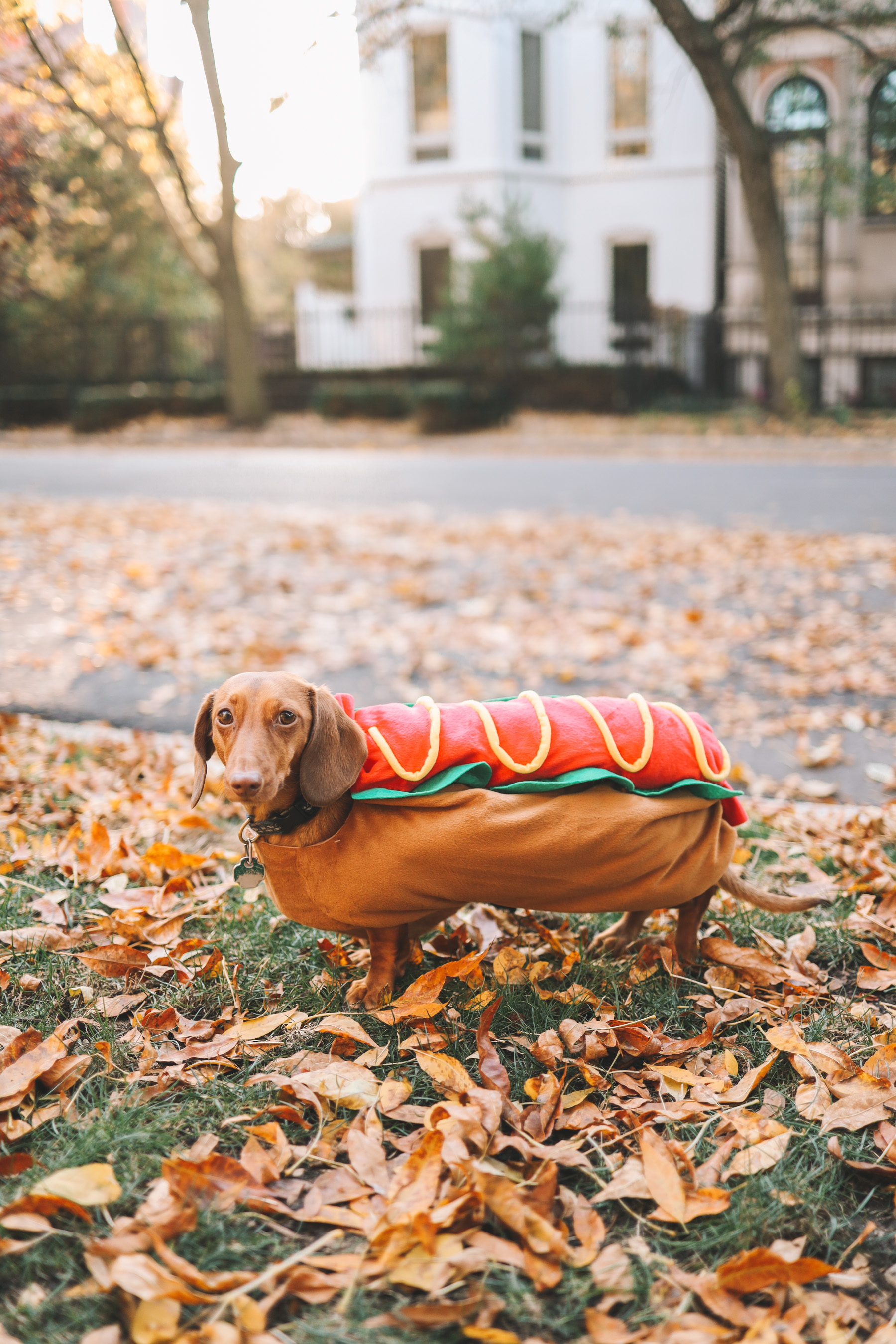 noodle's hotdog costume
