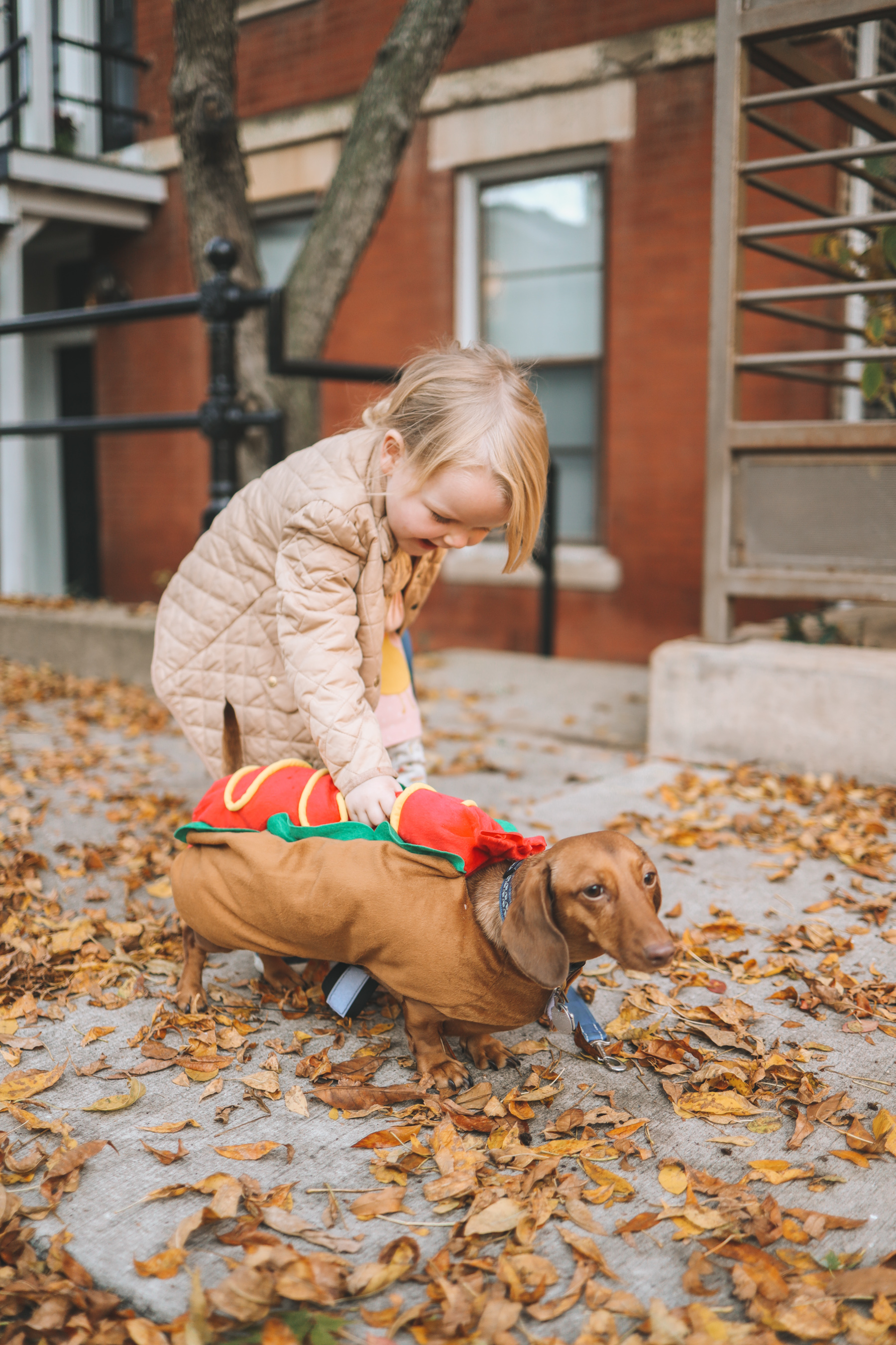 hotdog costume for dogs