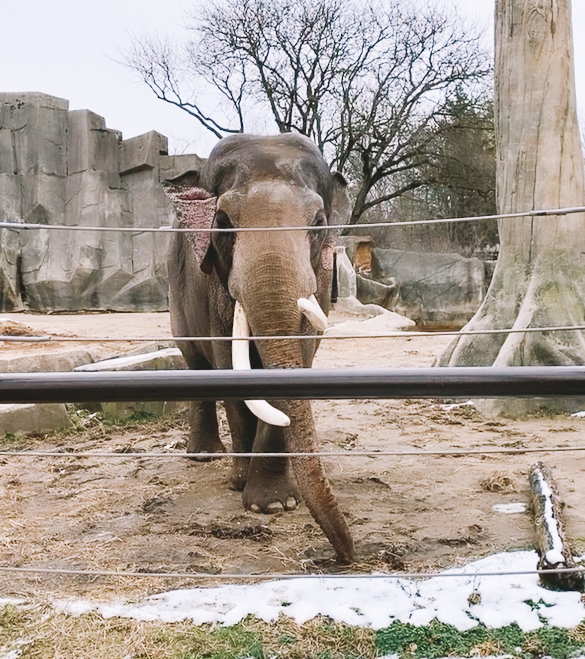 columbus zoo aquarium