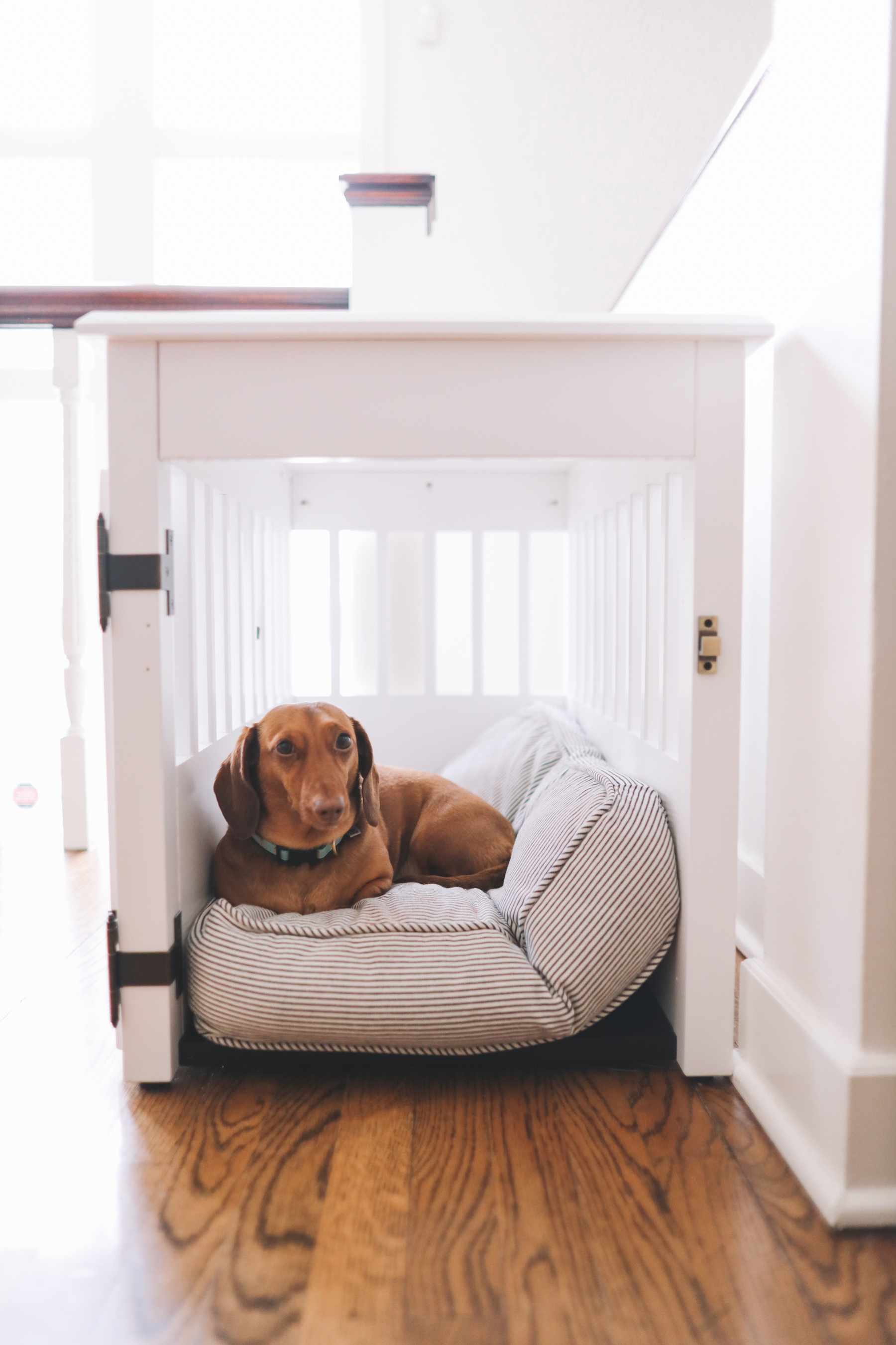 Dog house clearance crate