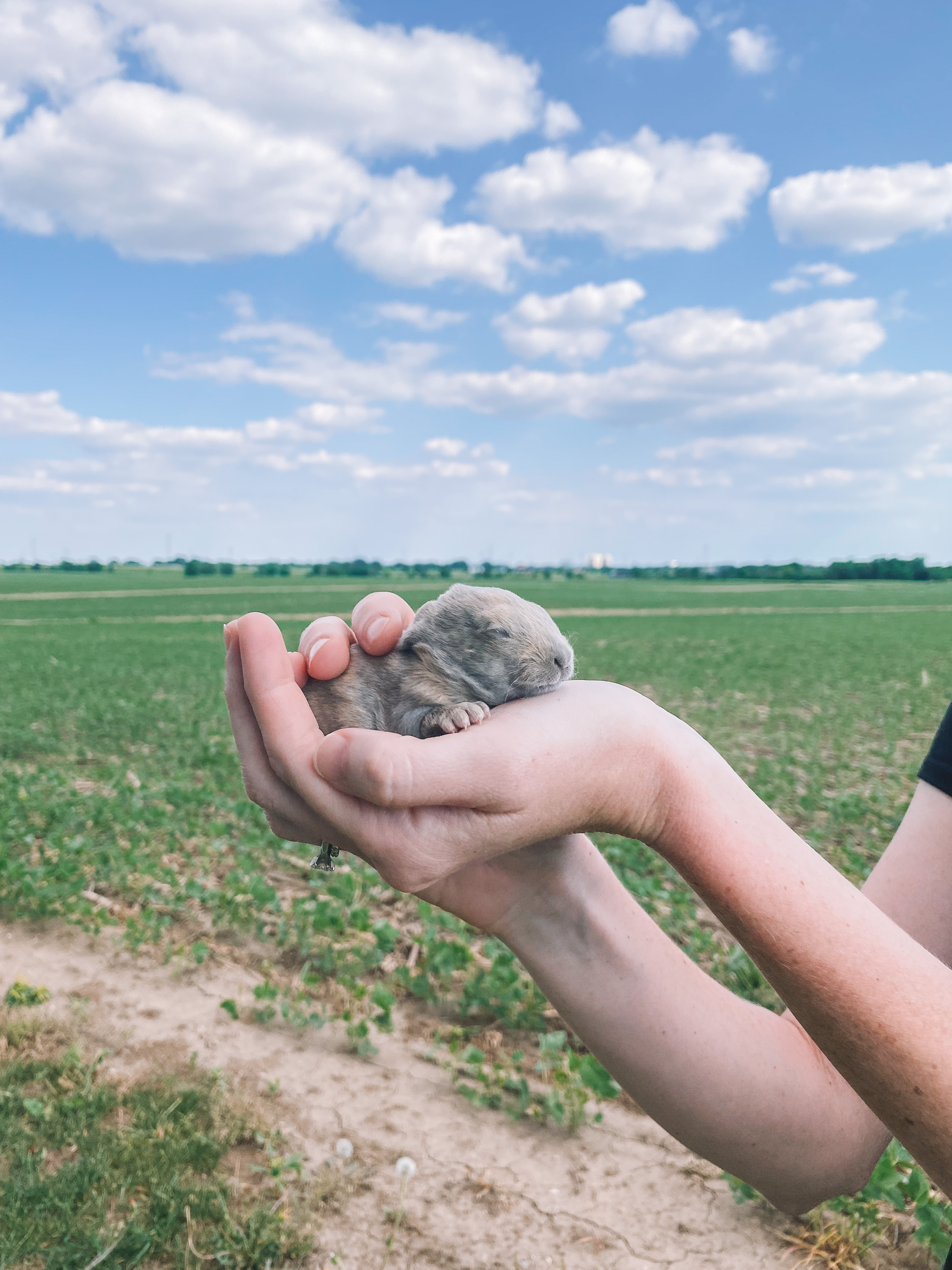 farm bunny