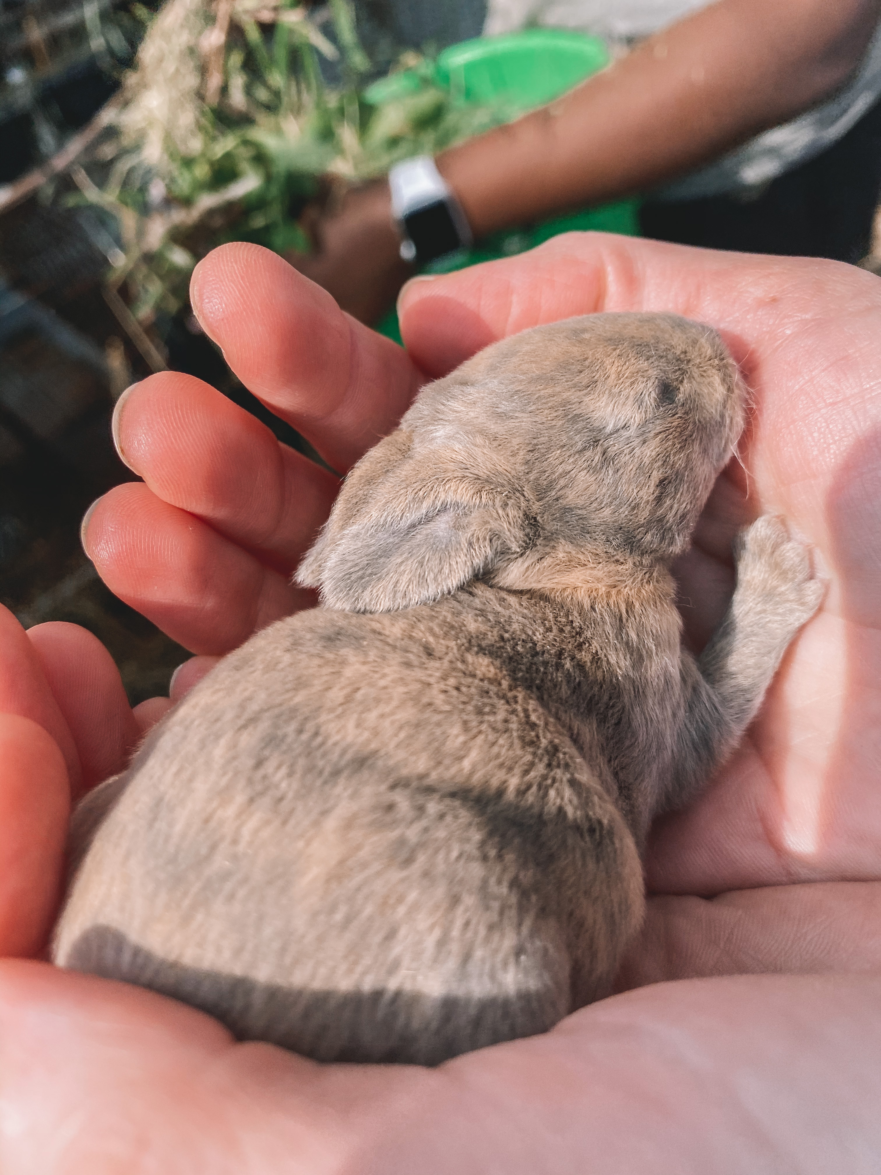 farm bunny