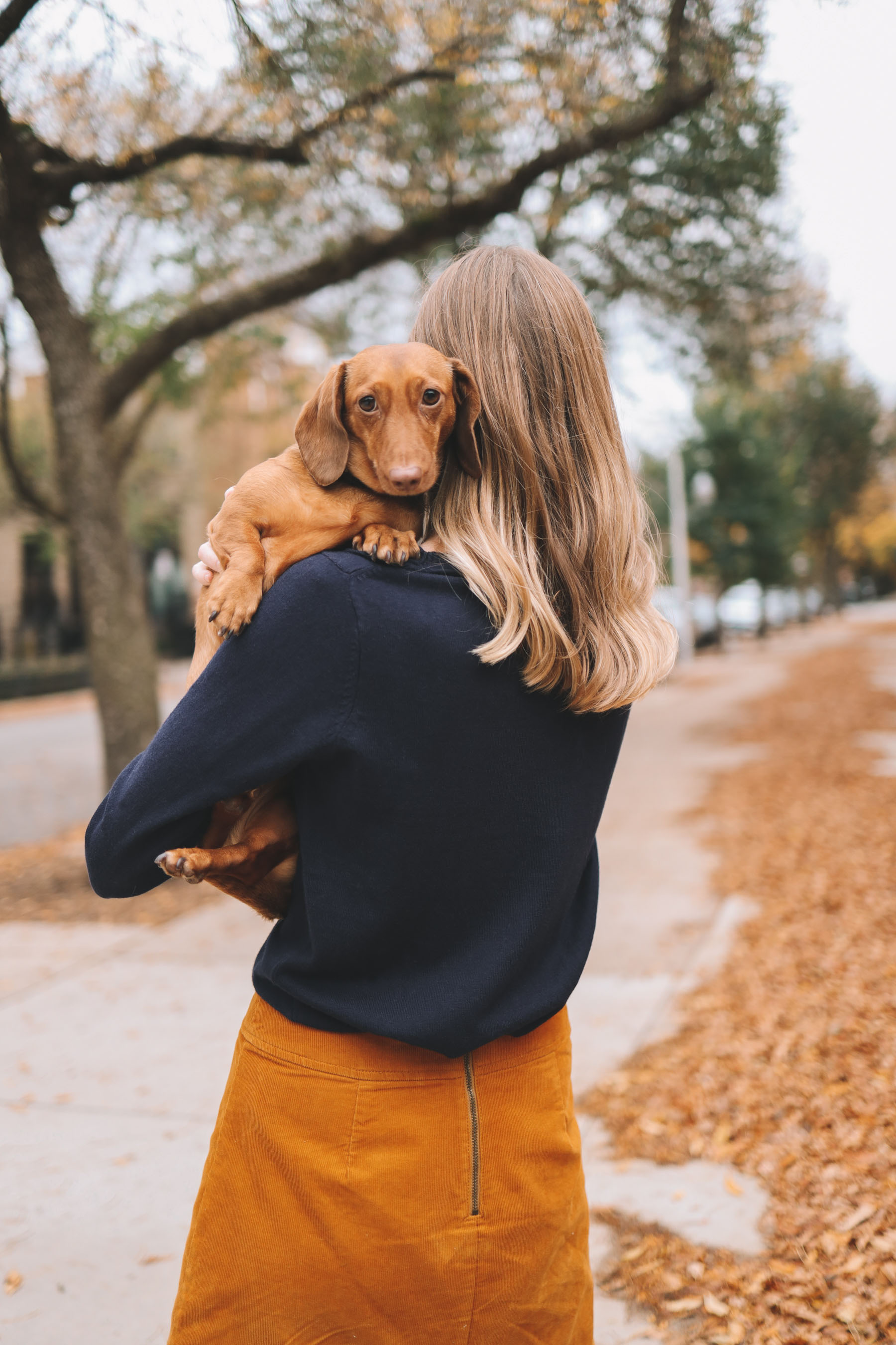 Joules Dachshund Sweater
