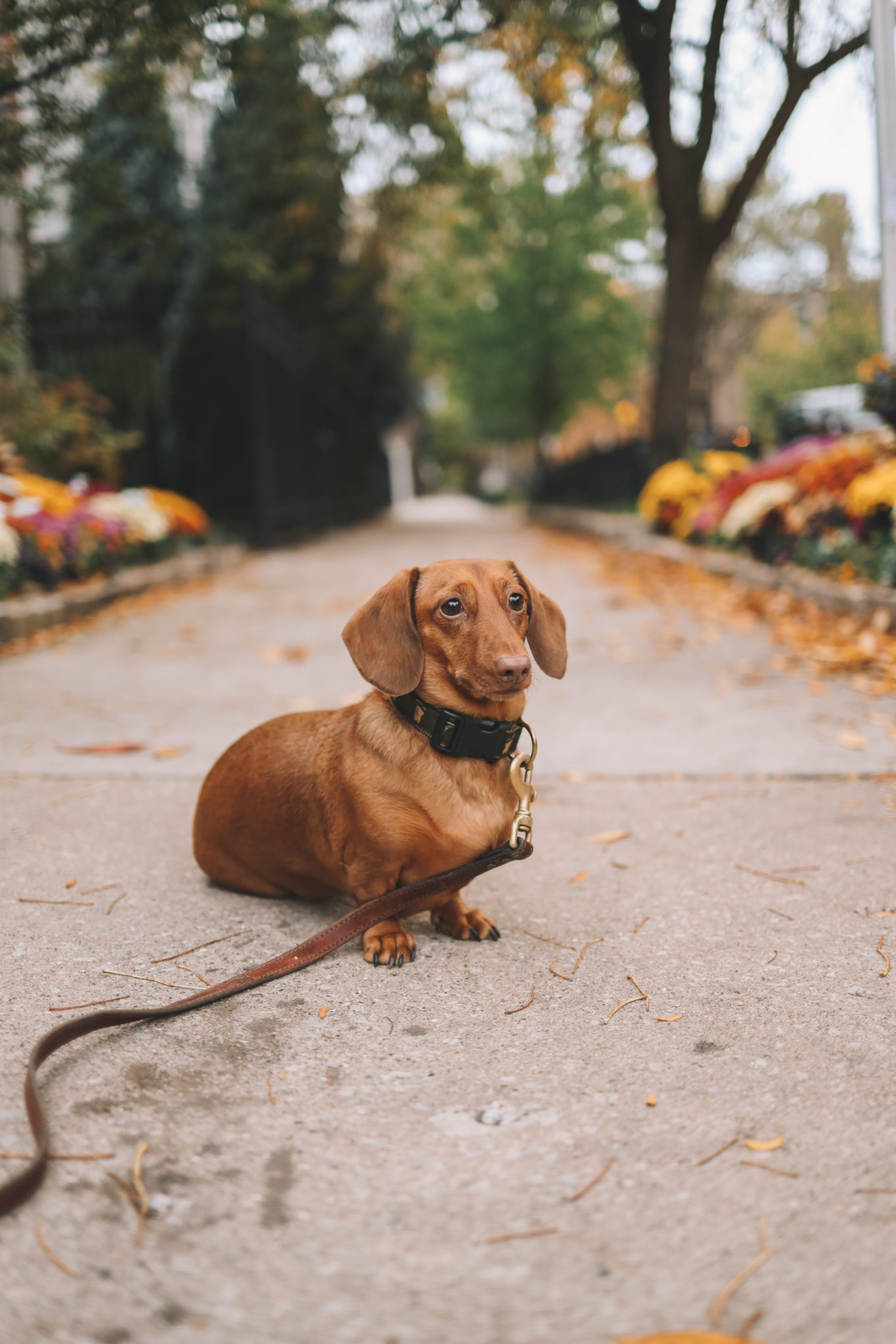 Joules Dachshund Sweater Giveaway Kelly in the City Lifestyle Blog