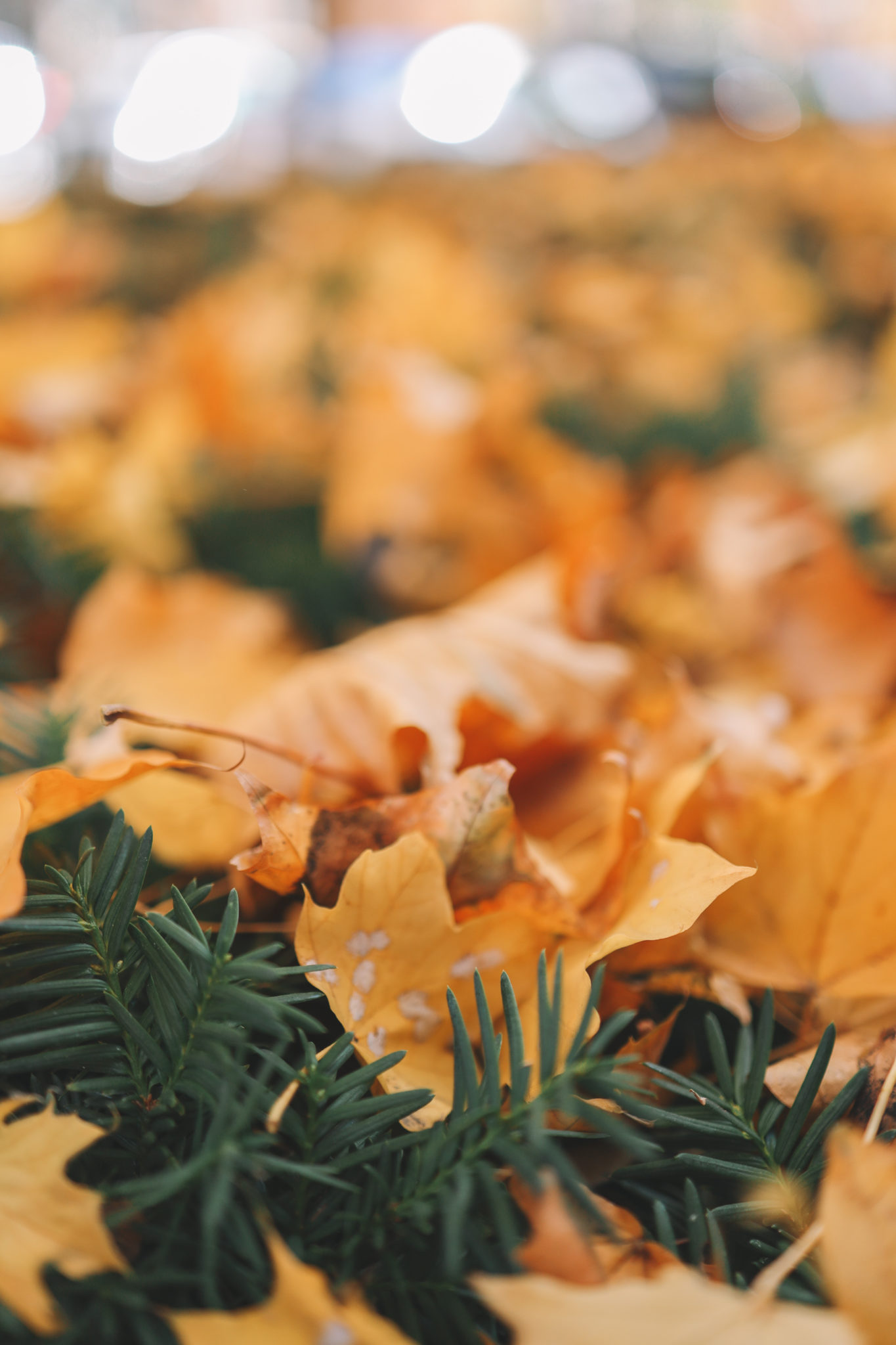 34.50 Camel Sweater Dress + 50 Off Favorite Scarf + Riding Boots