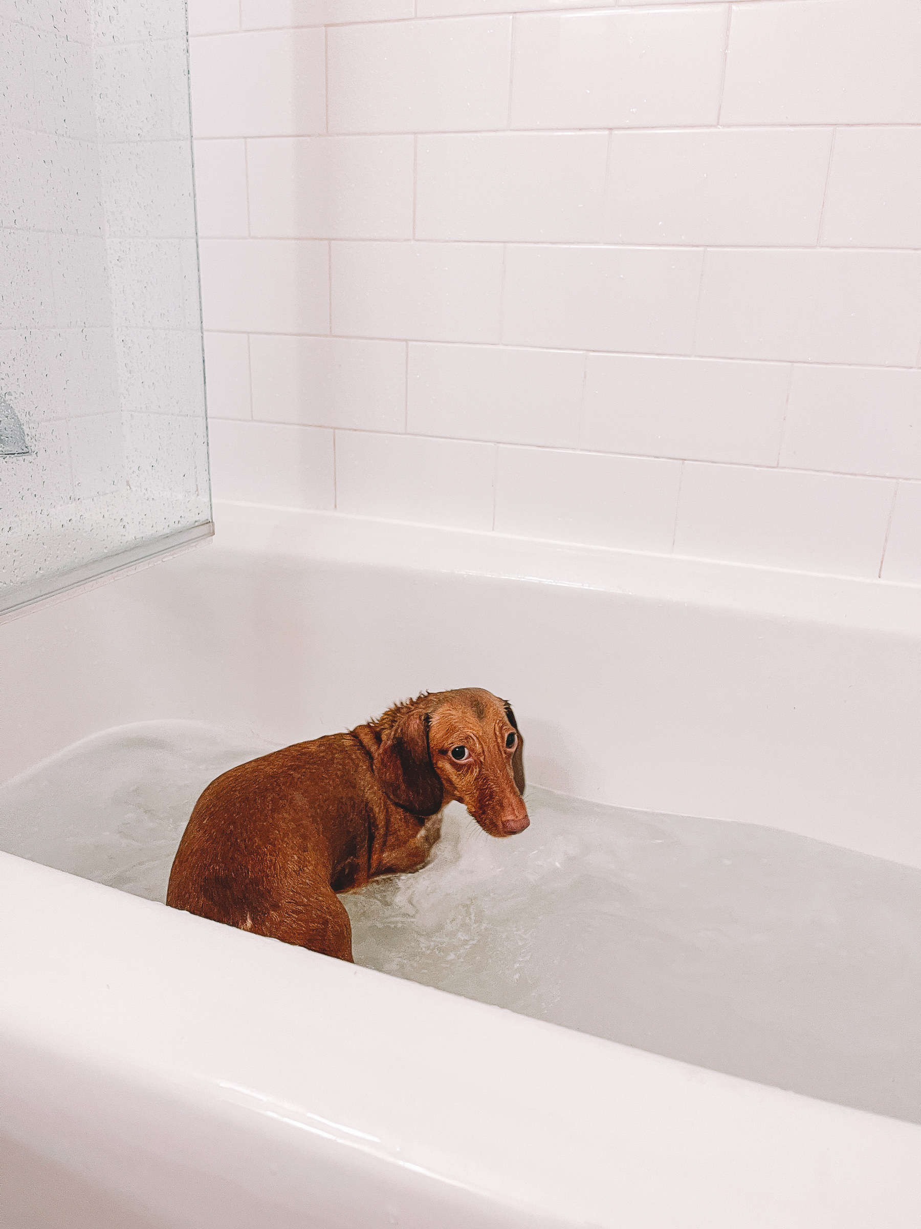 dachshund in bath