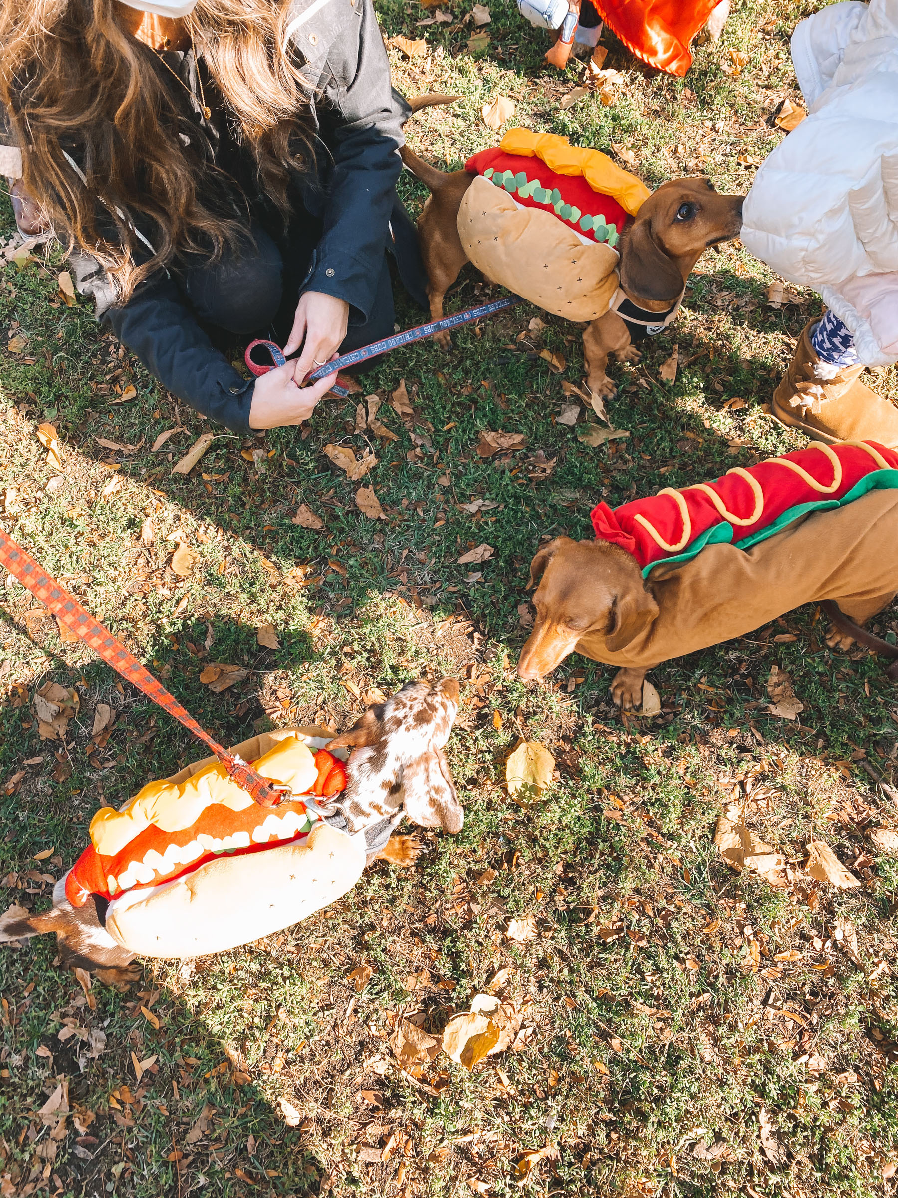 dachshund in hotdog costumes