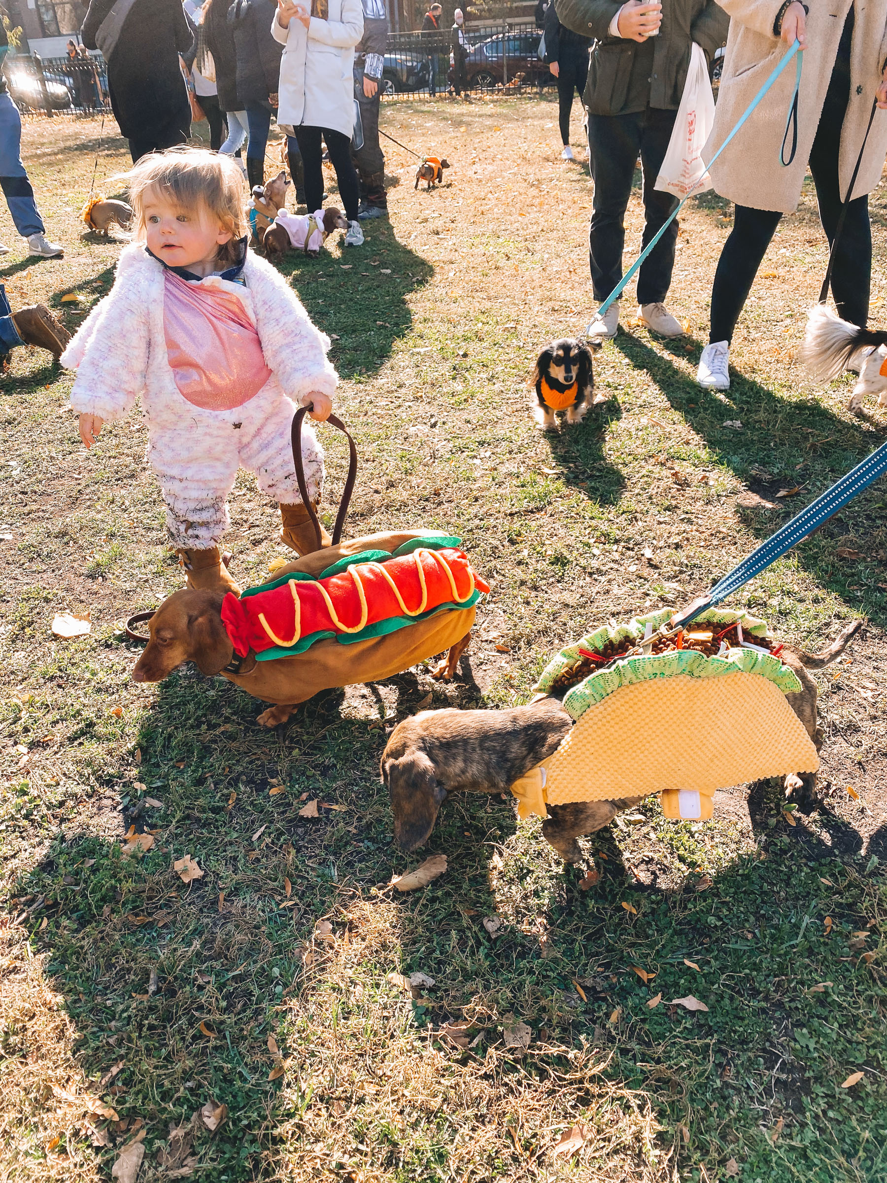 Chicago Halloweenie Walk | dogs in hotdog and taco costume