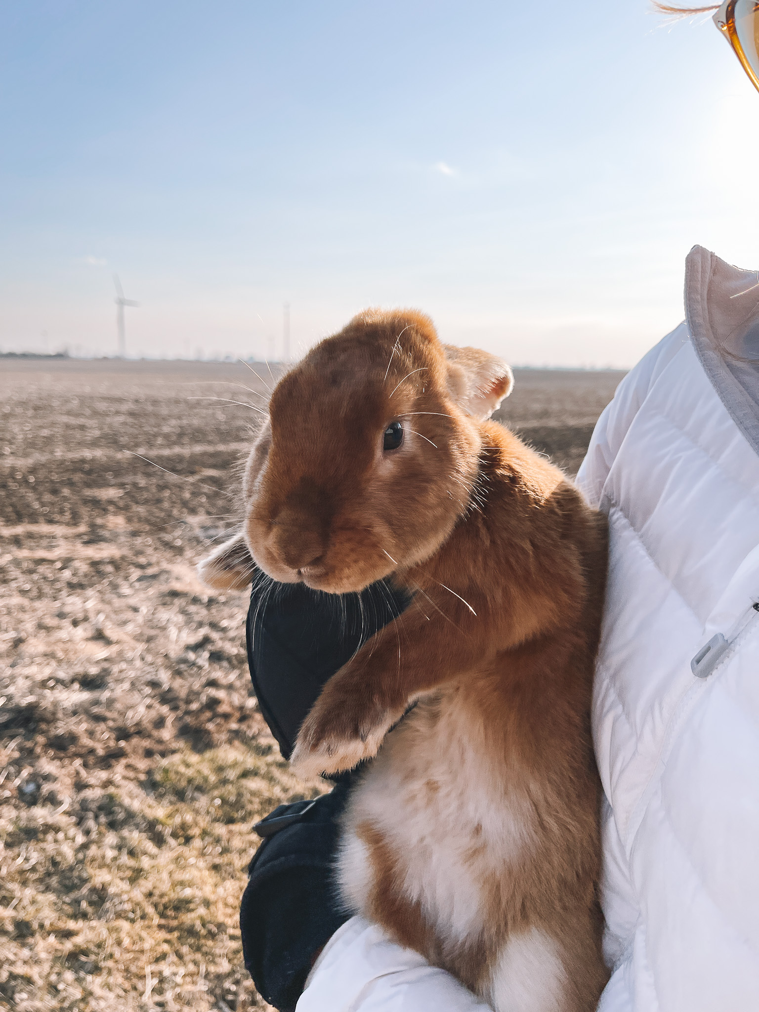 holding a bunny