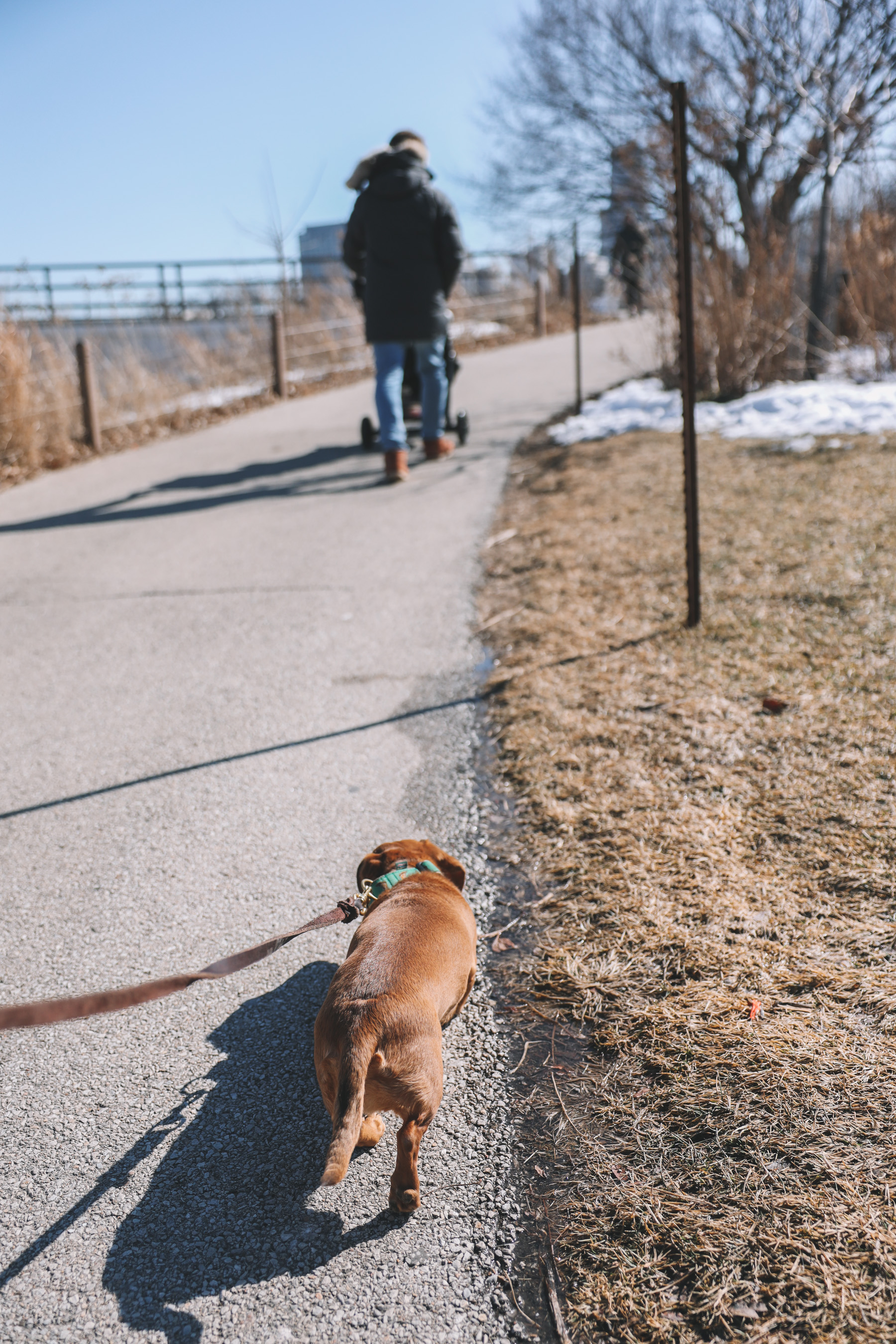 Chicago dog walks | Happiness Walk Vol 5