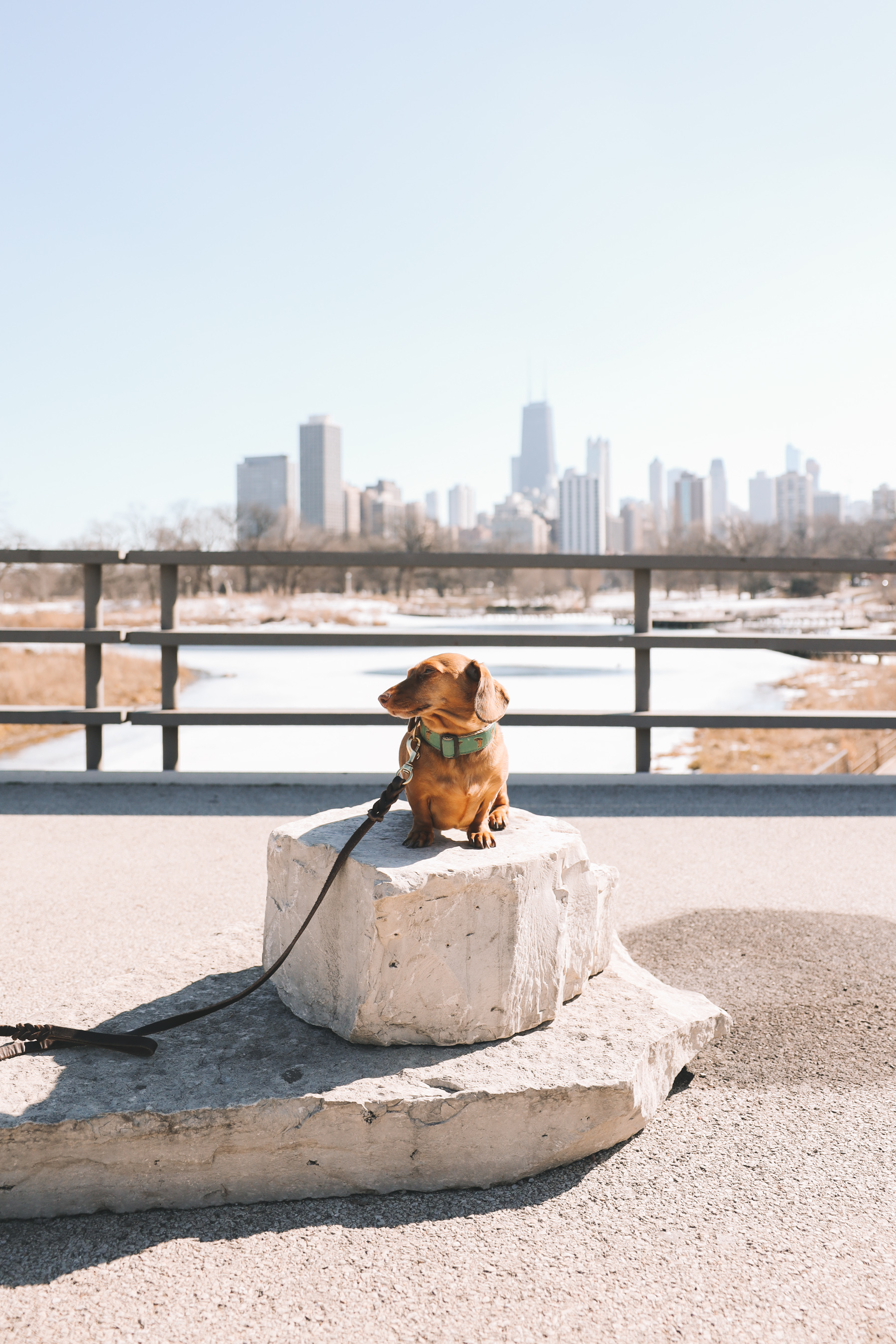 dachshund in chicago lake