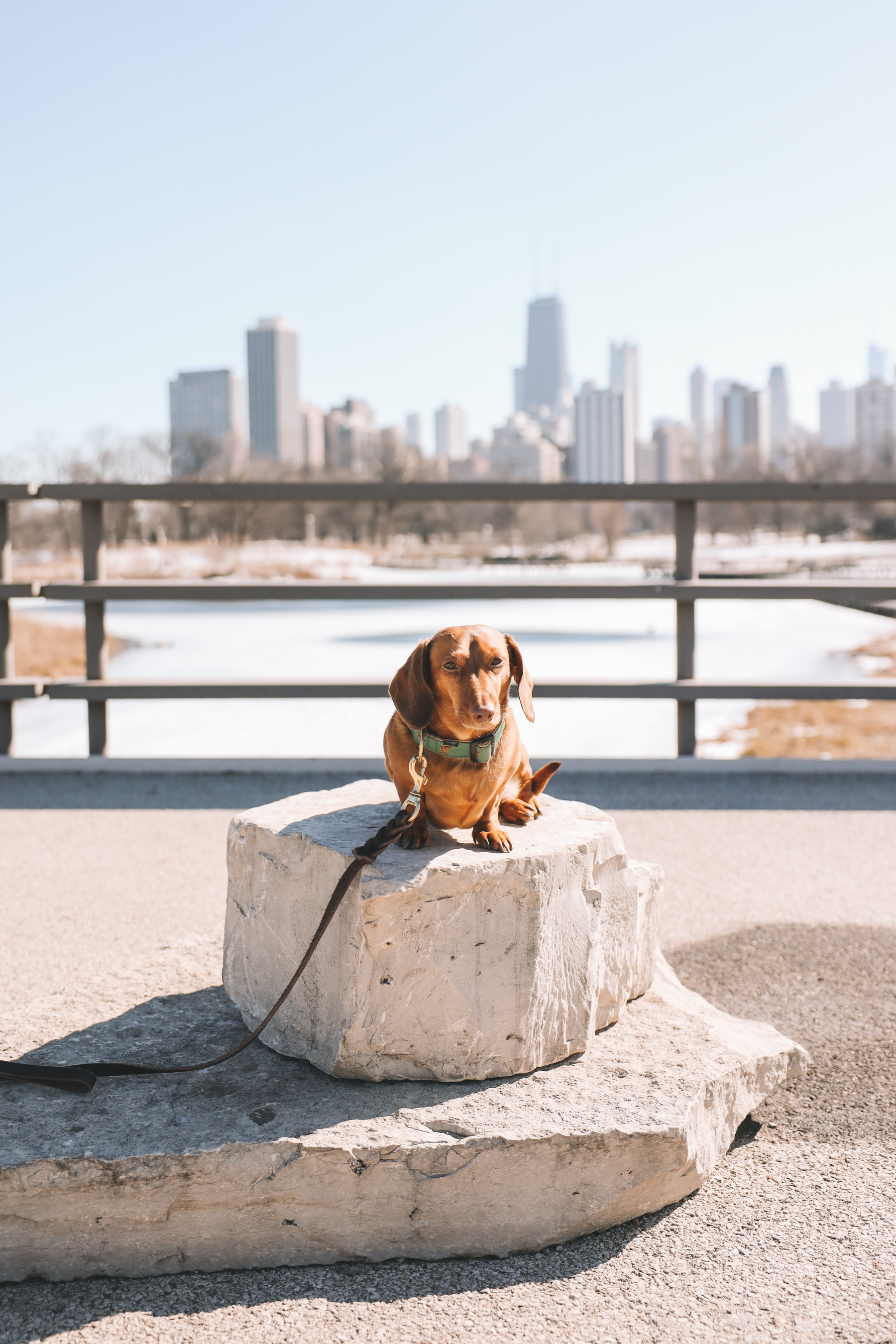 dachshund in chicago lake