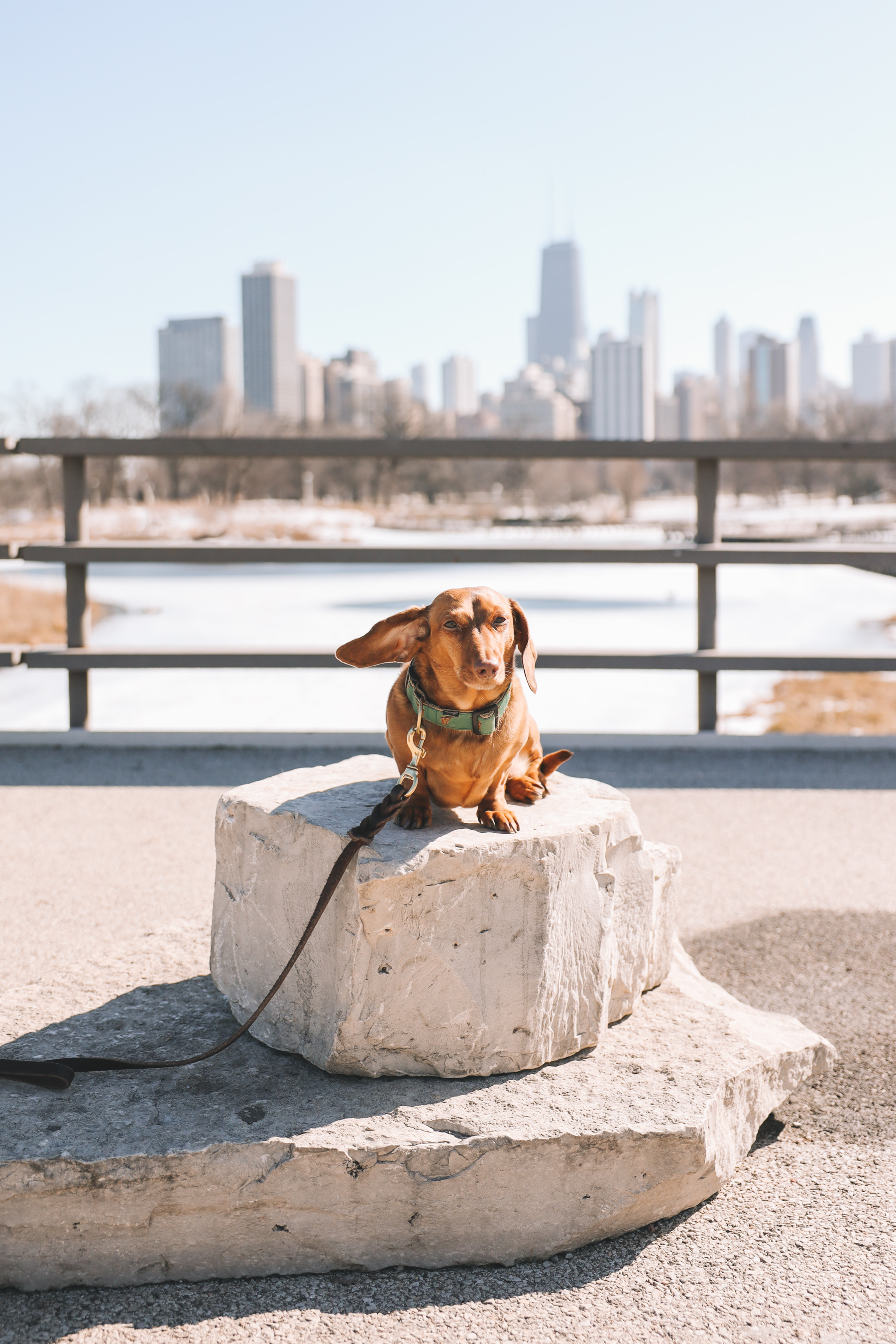 dachshund at chicago lake