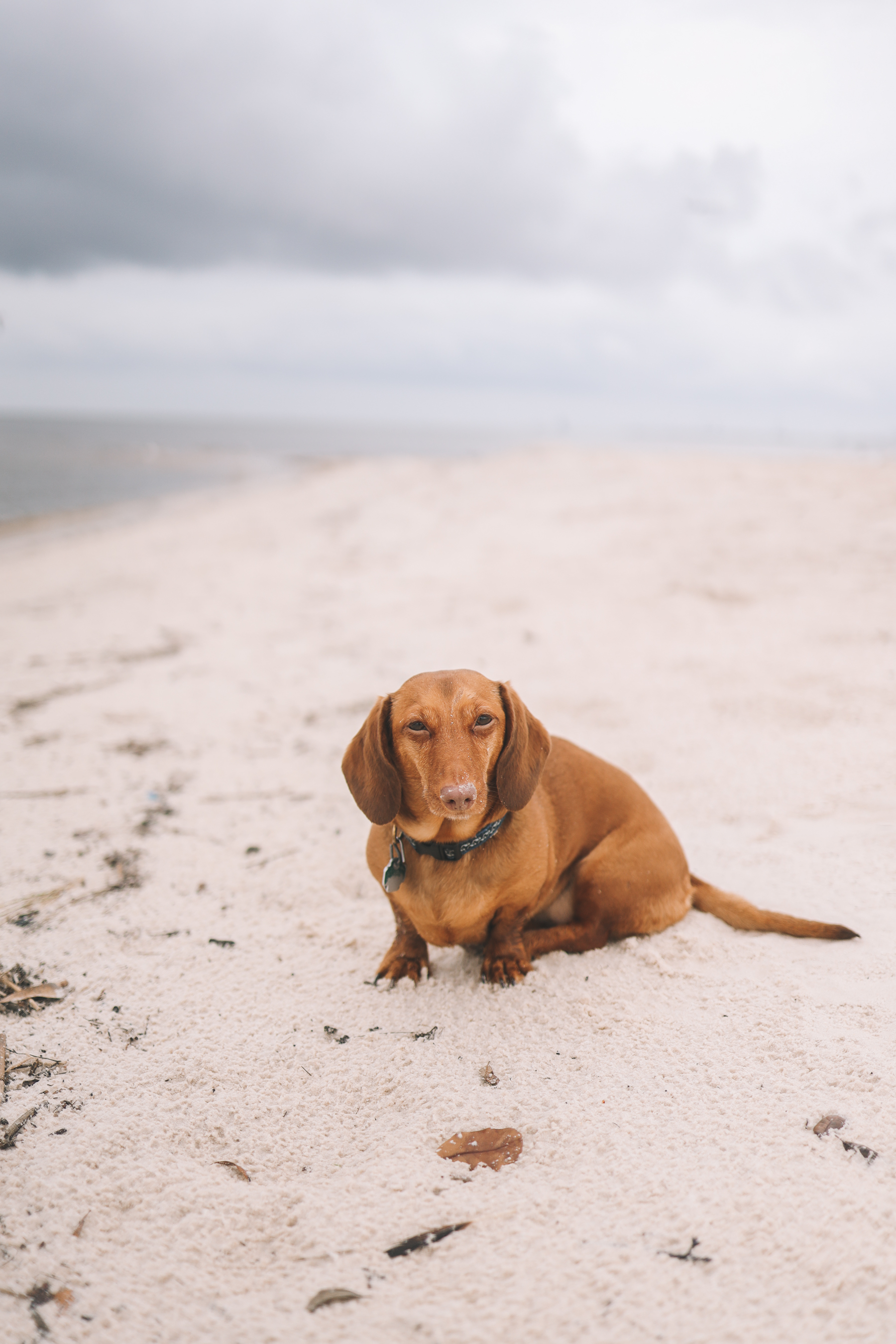 dachshund beach photo