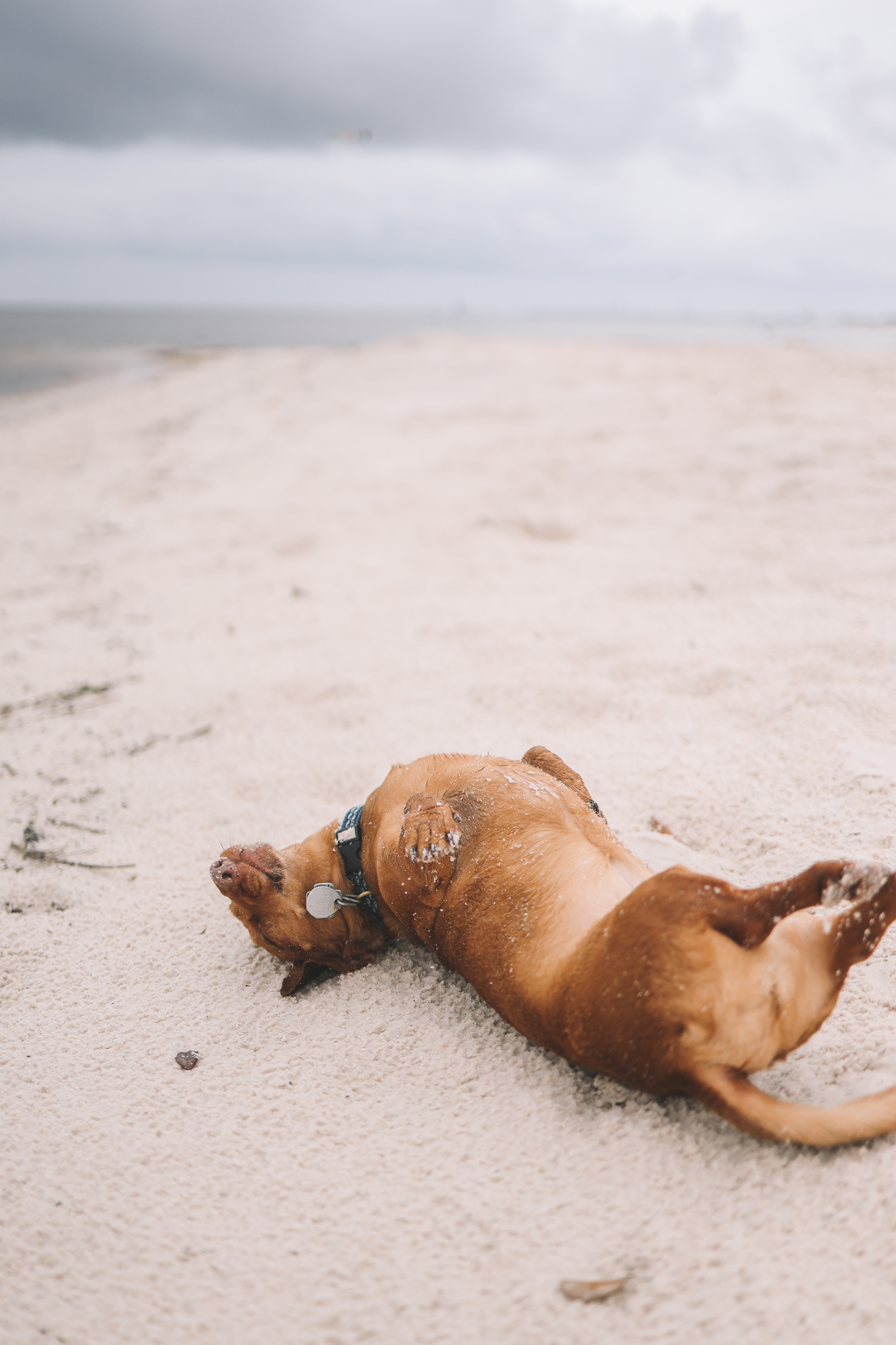 dachshund rolling in the sand