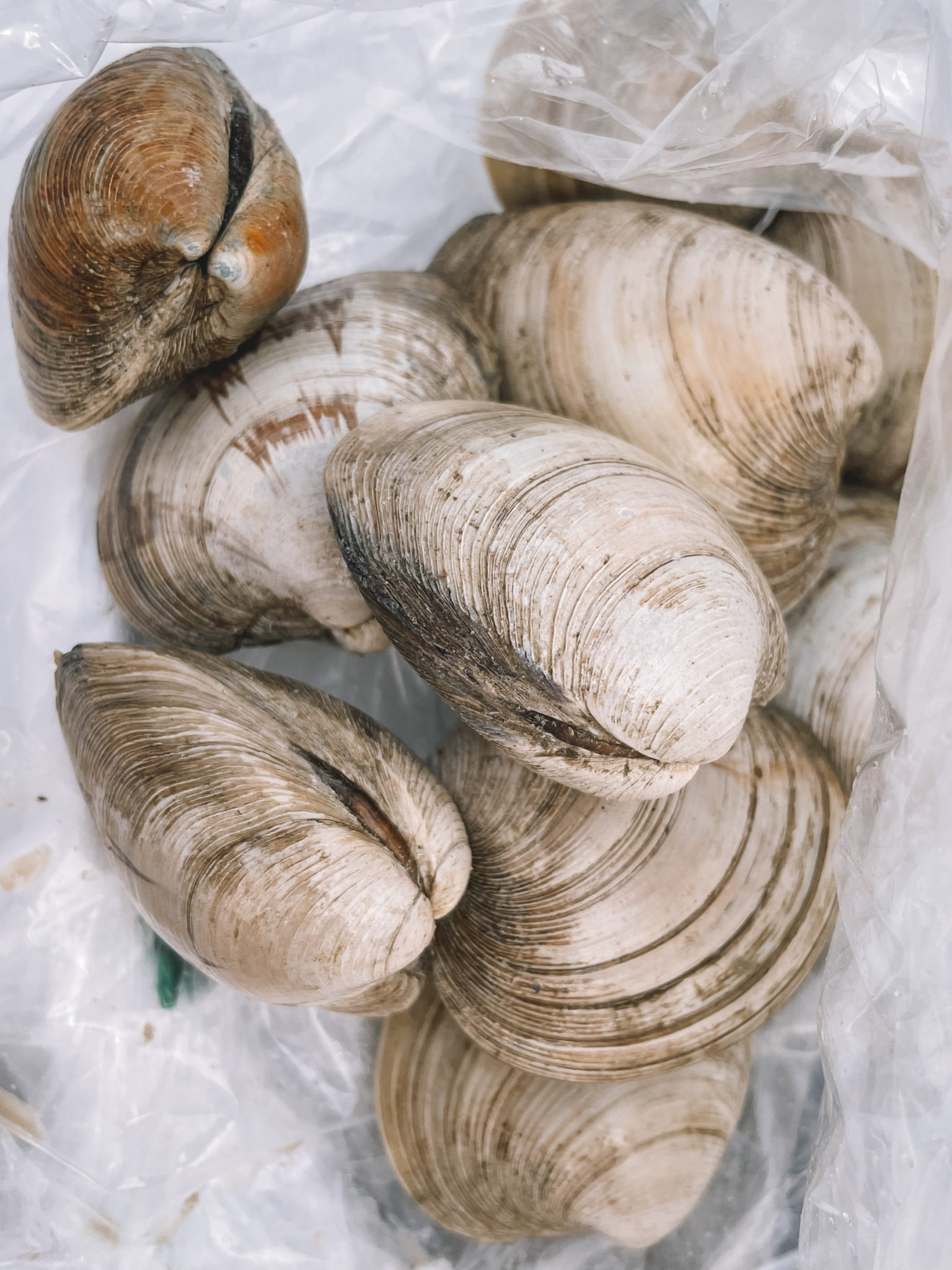 Grilled Clams in Garlic Butter Sauce Kelly in the City