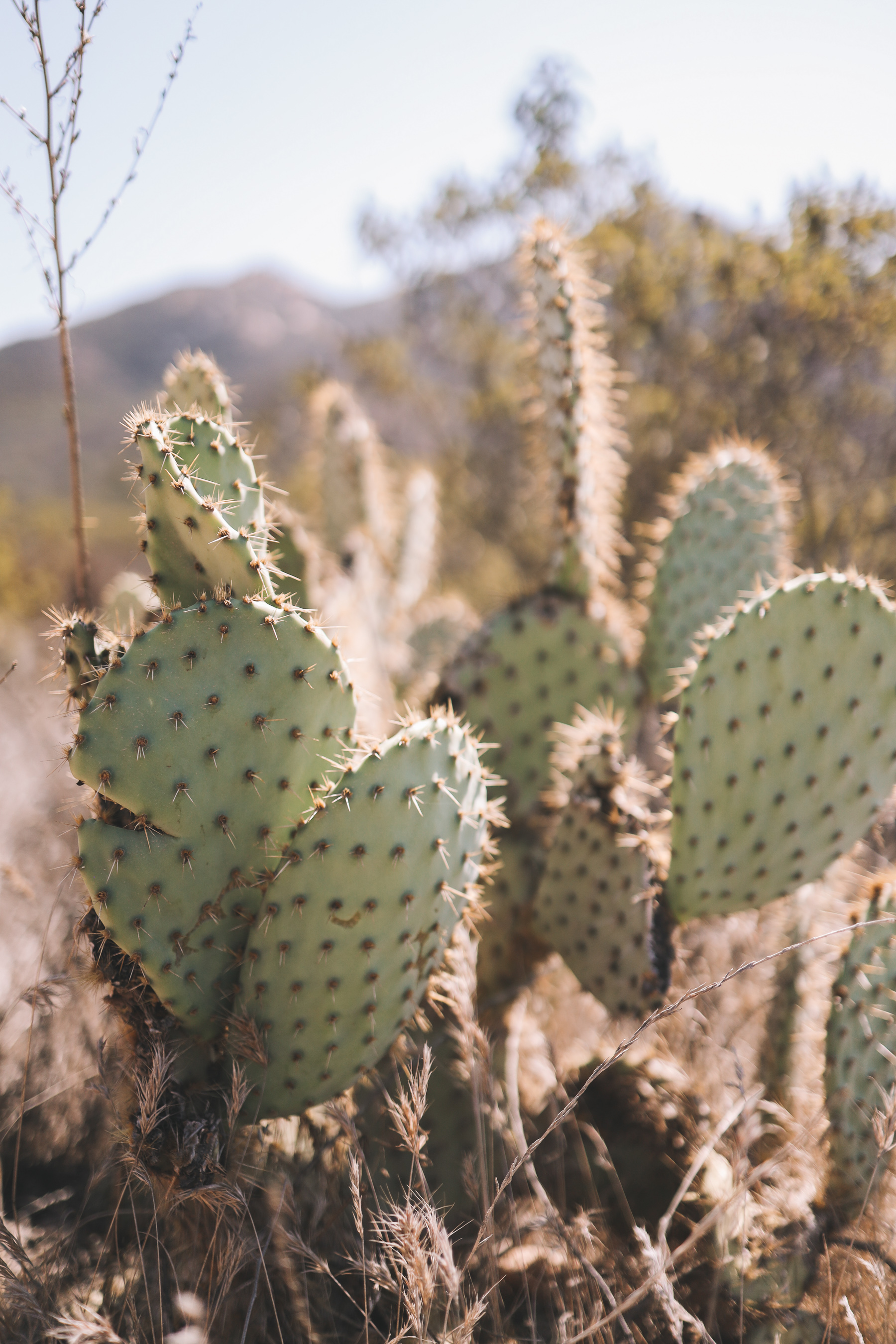 Iron Mountain cactus