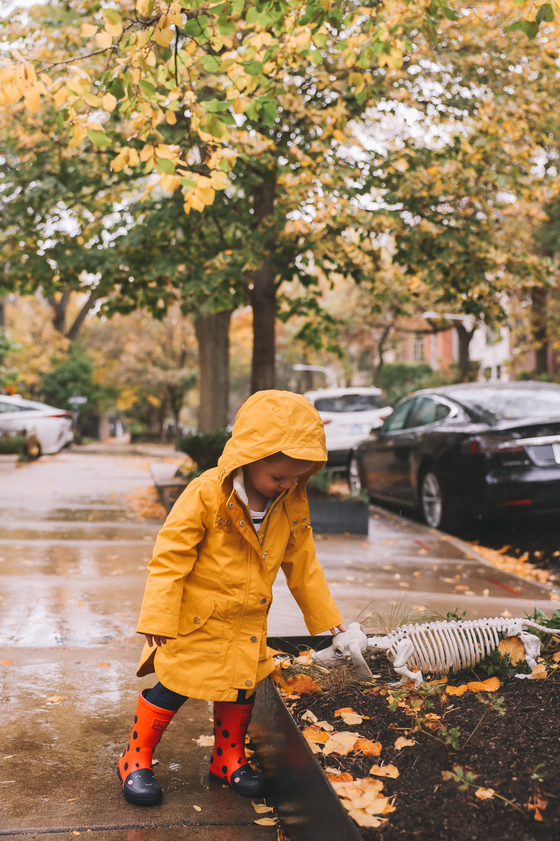Annual Yellow Rain Coat Photos for fall