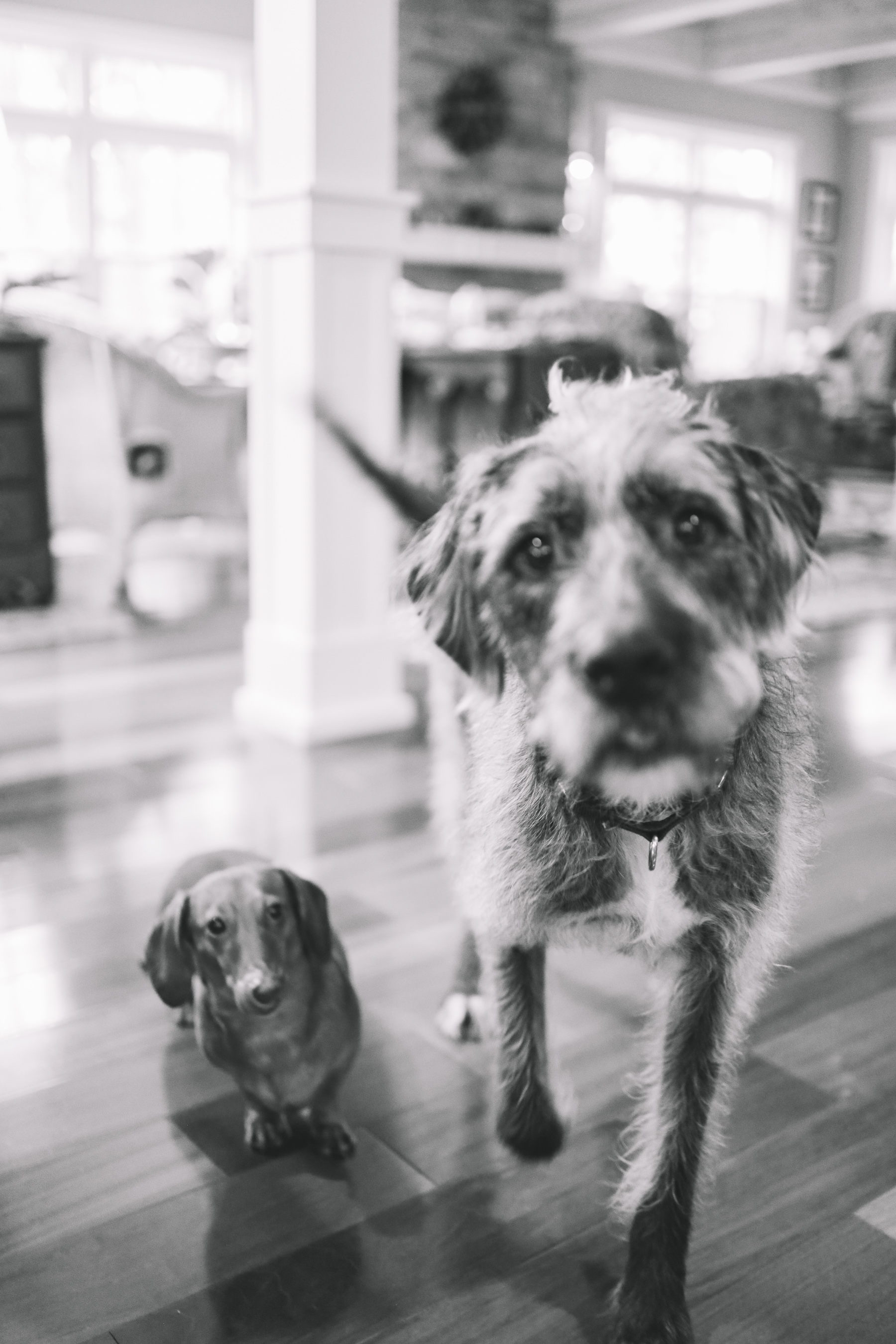 Noodle and Jerry hanging out